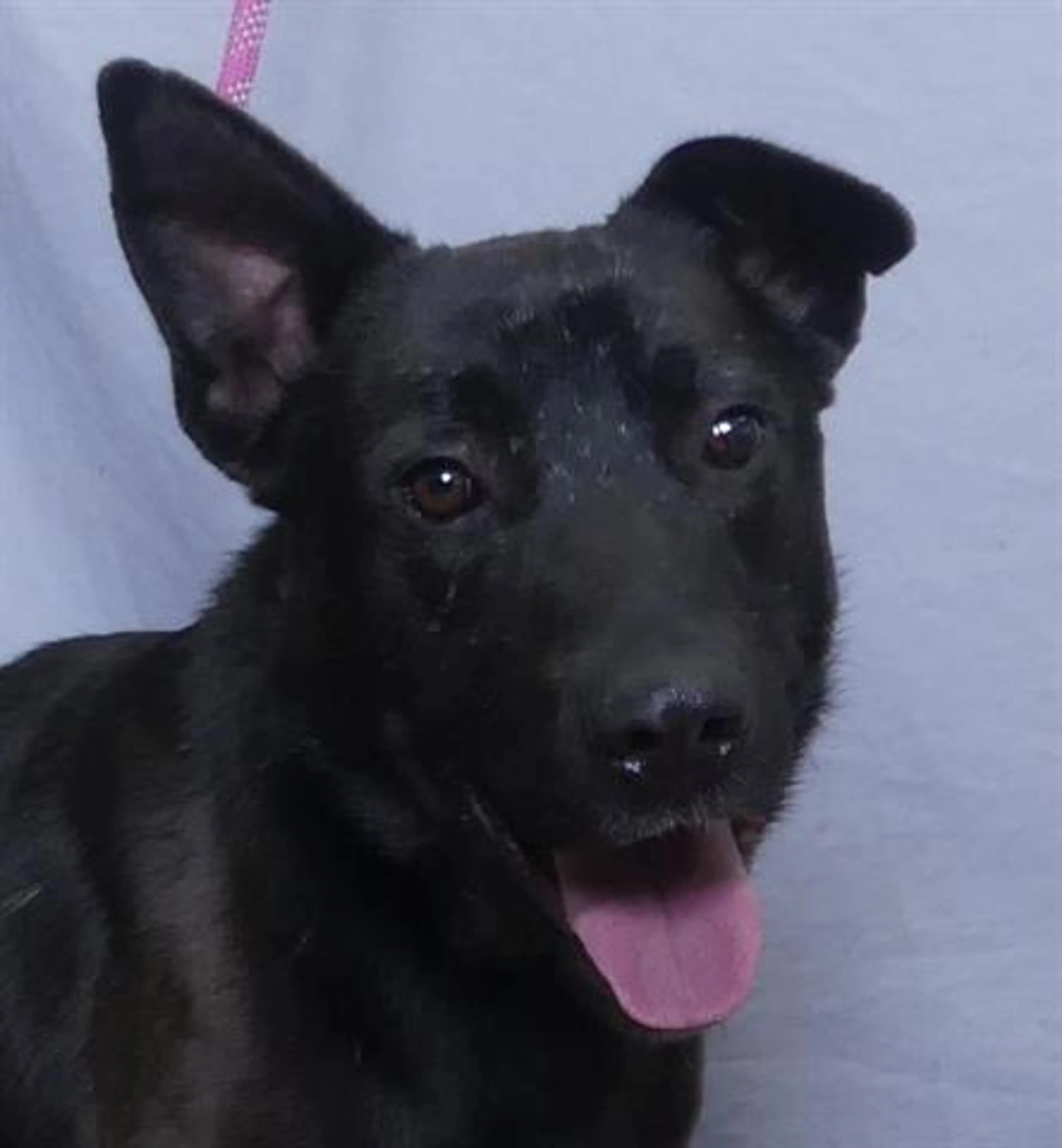 cdn image