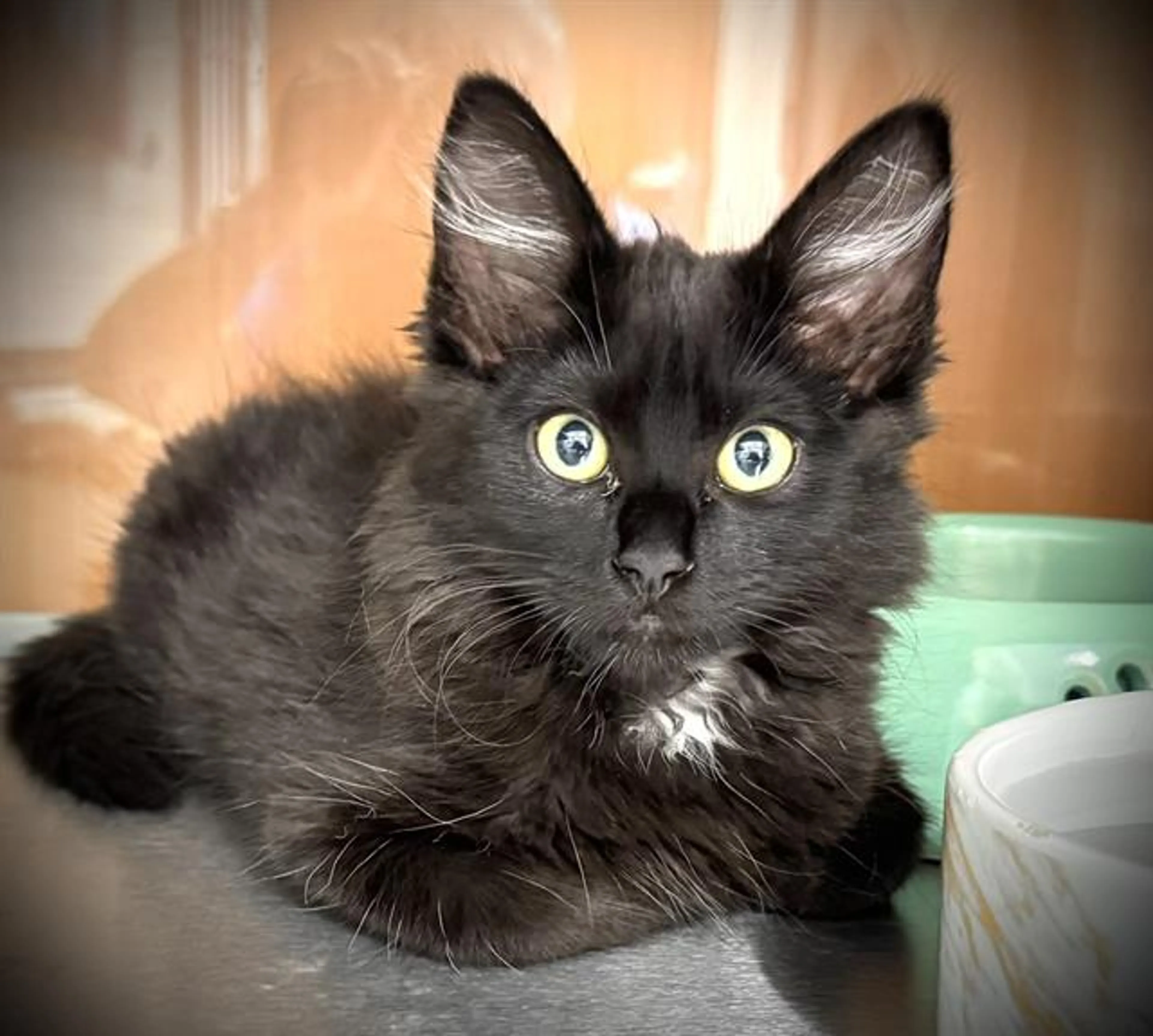 cdn image