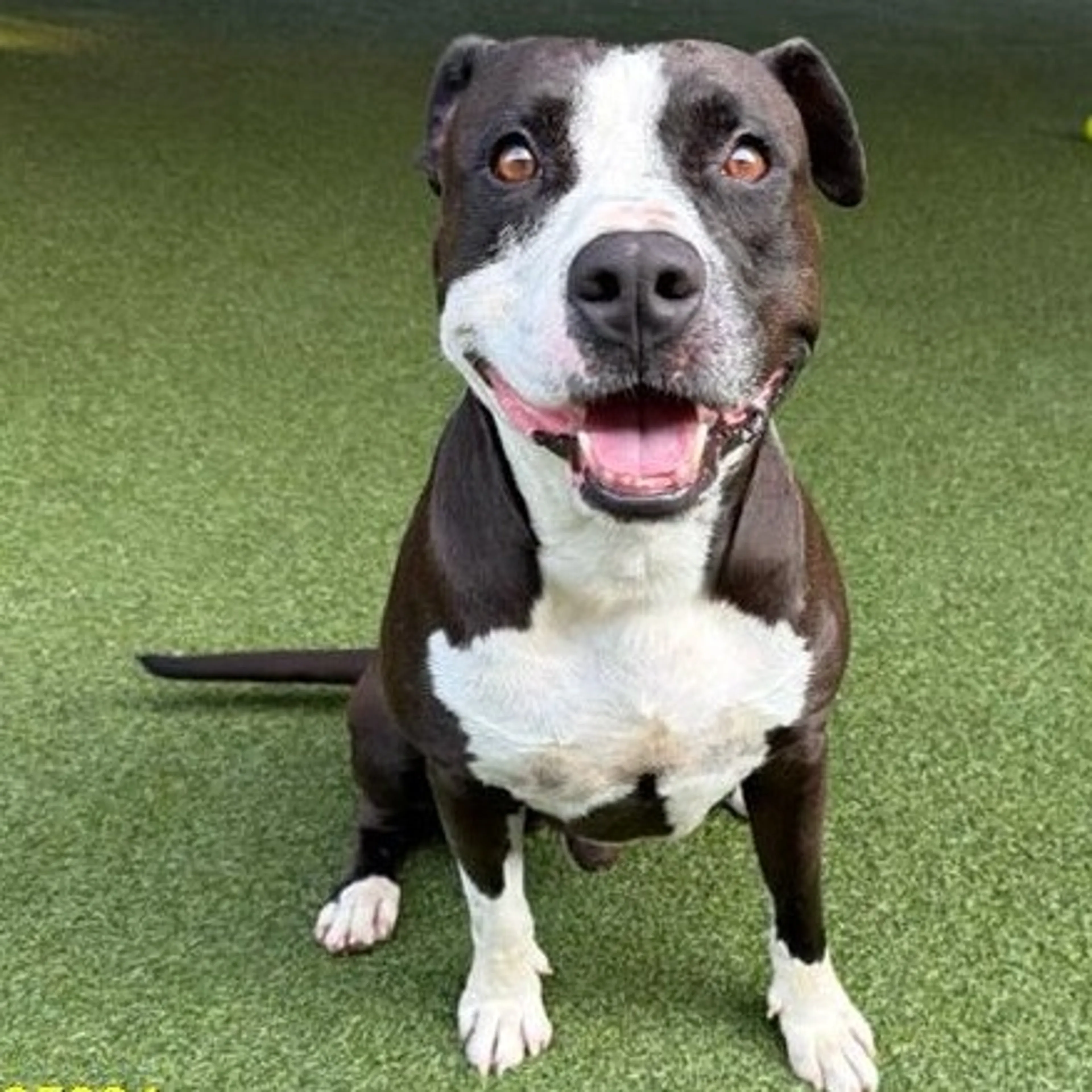 cdn image