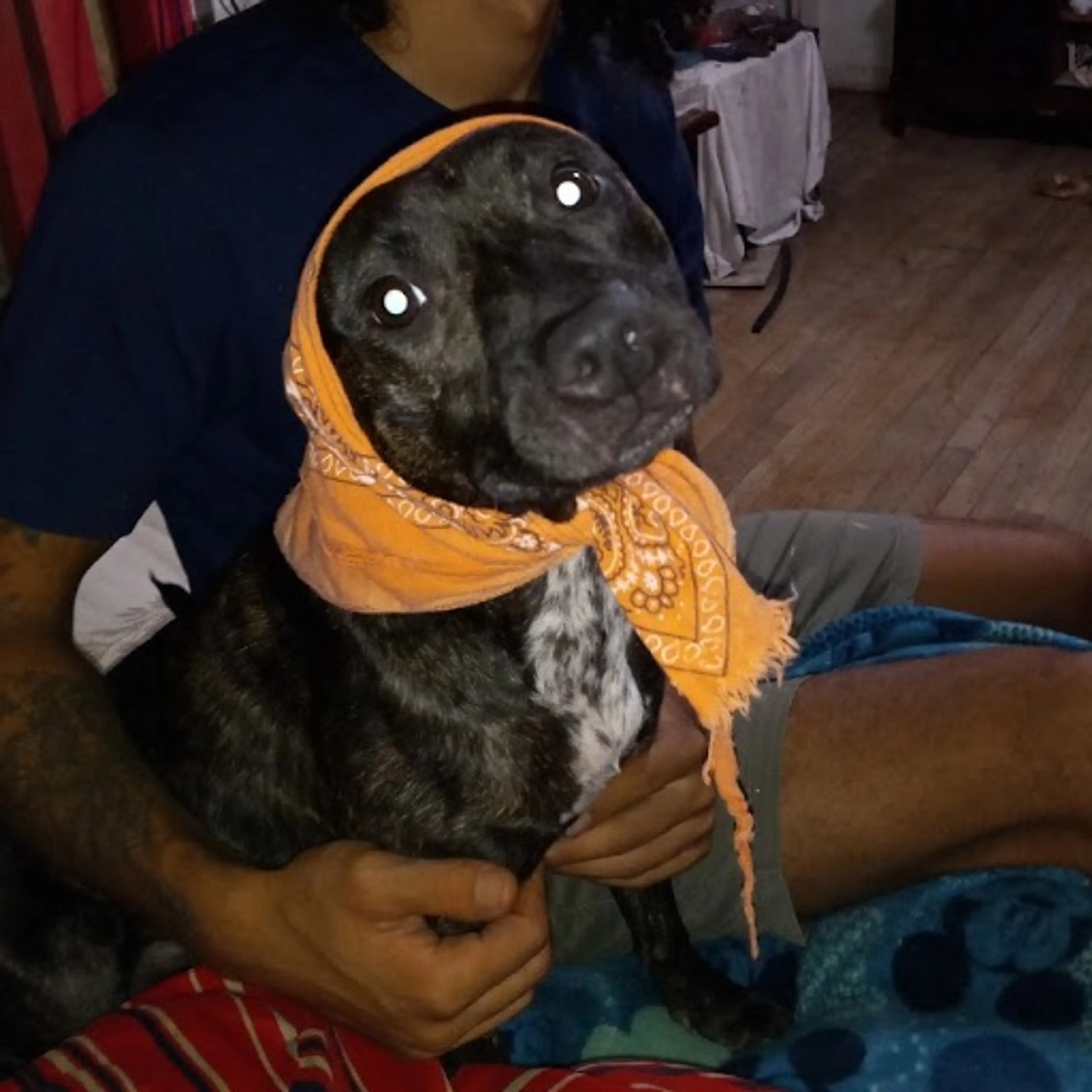 cdn image