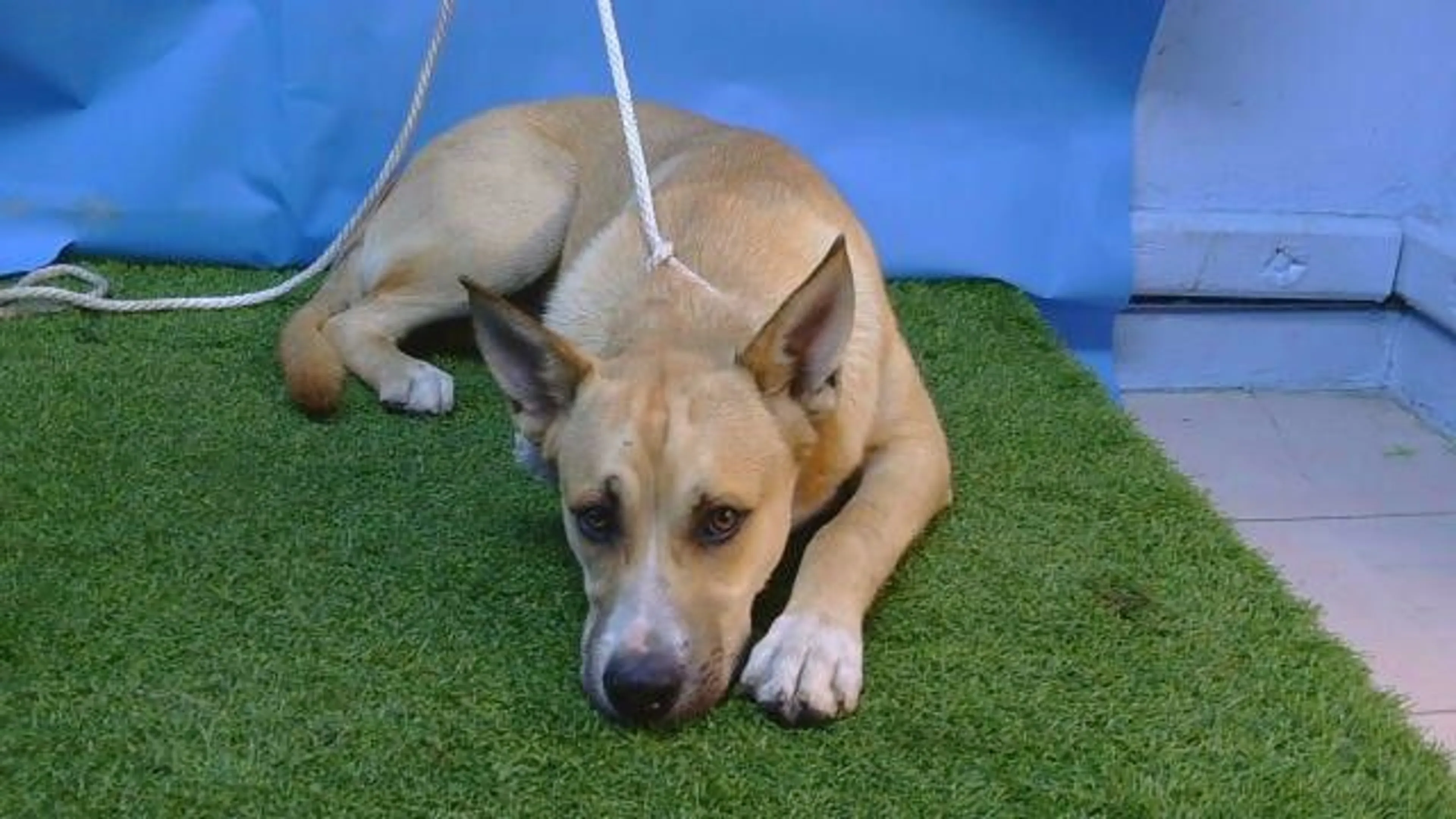 cdn image