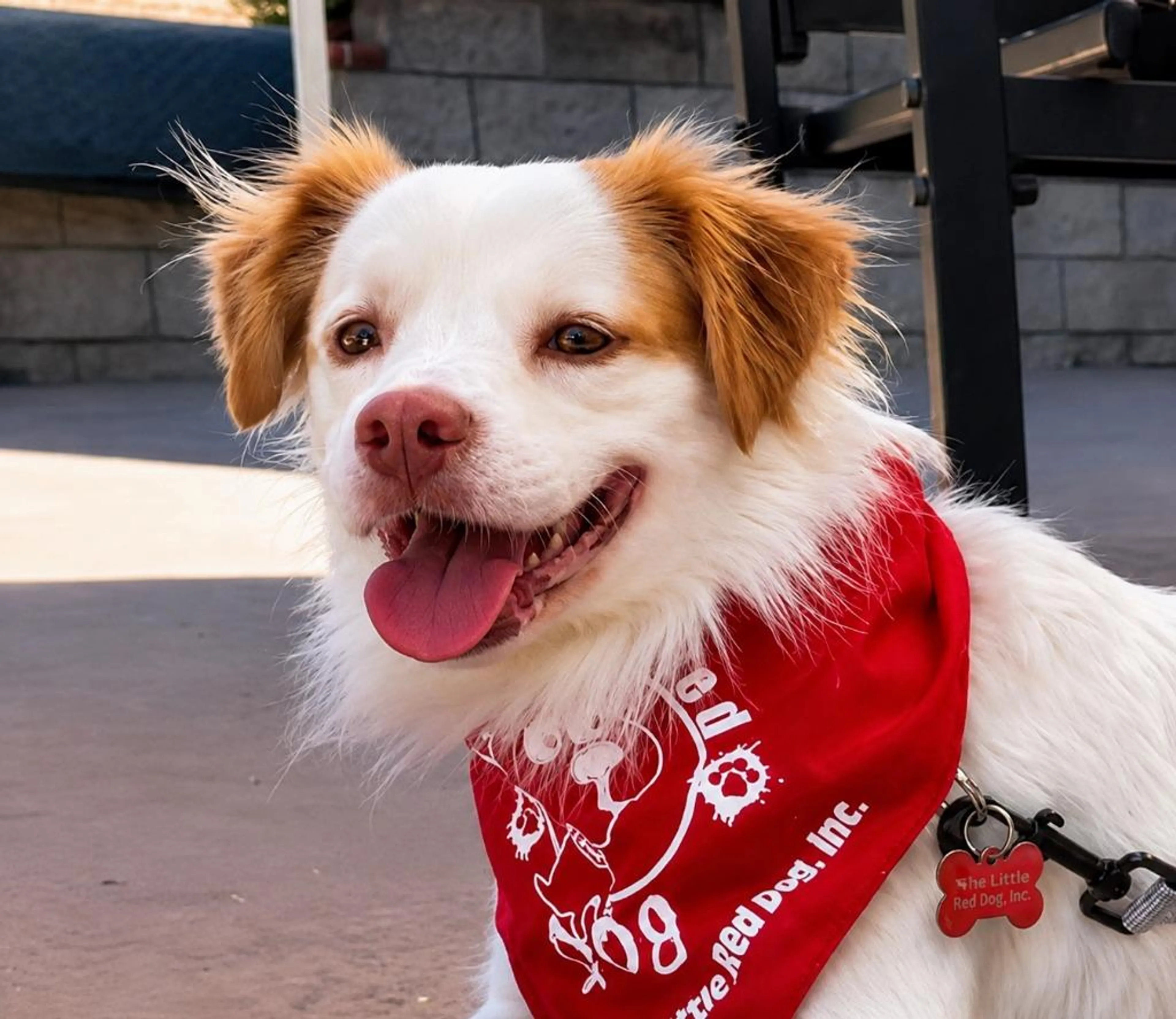 cdn image