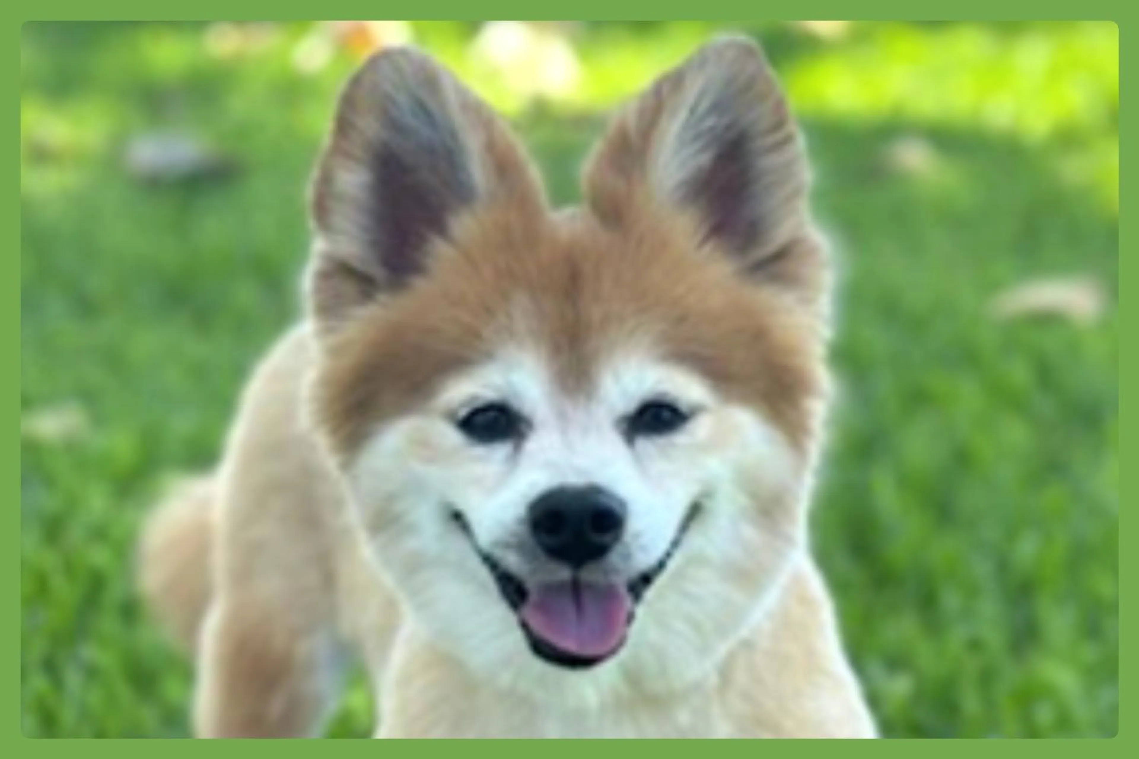 cdn image