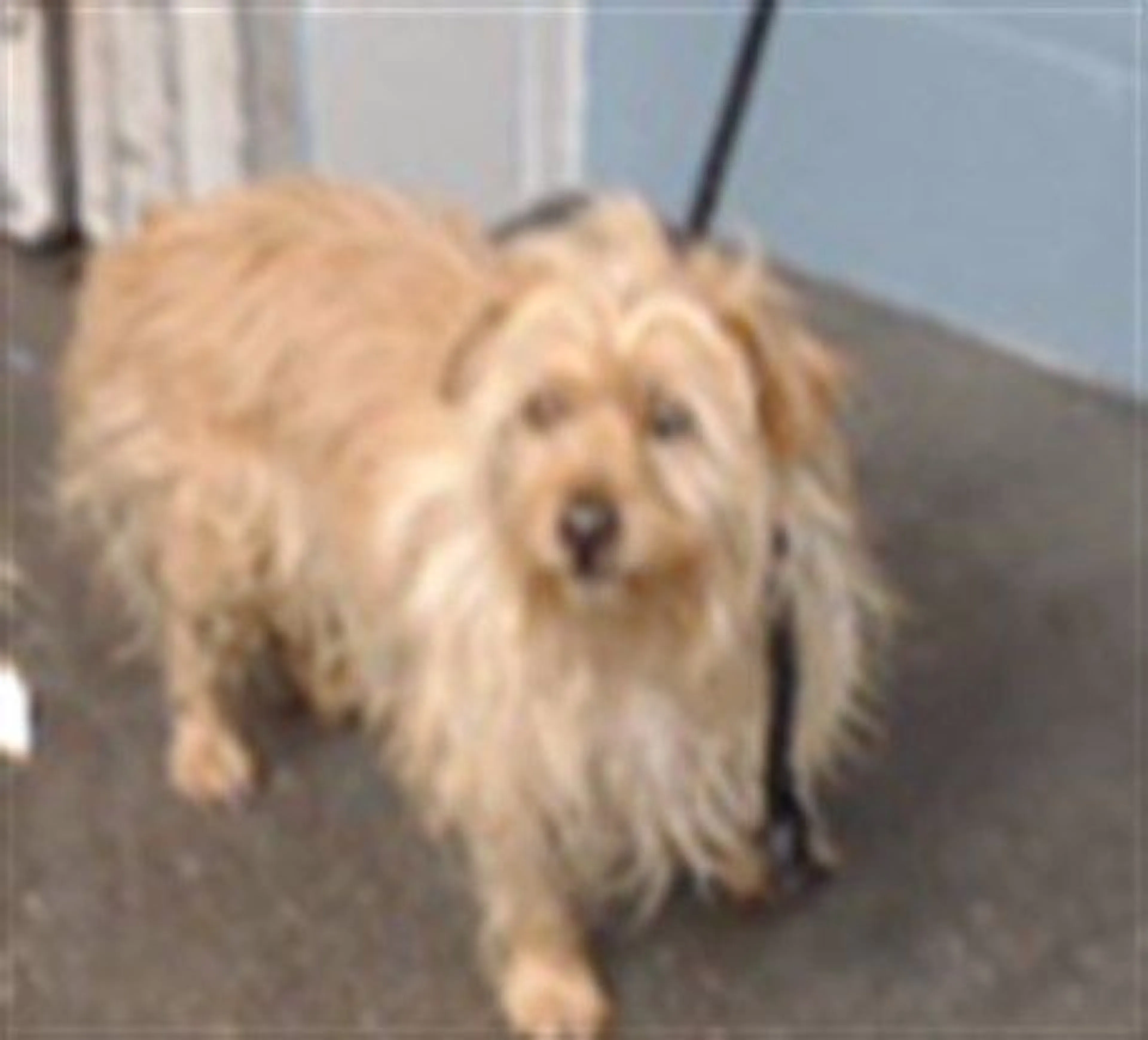 cdn image