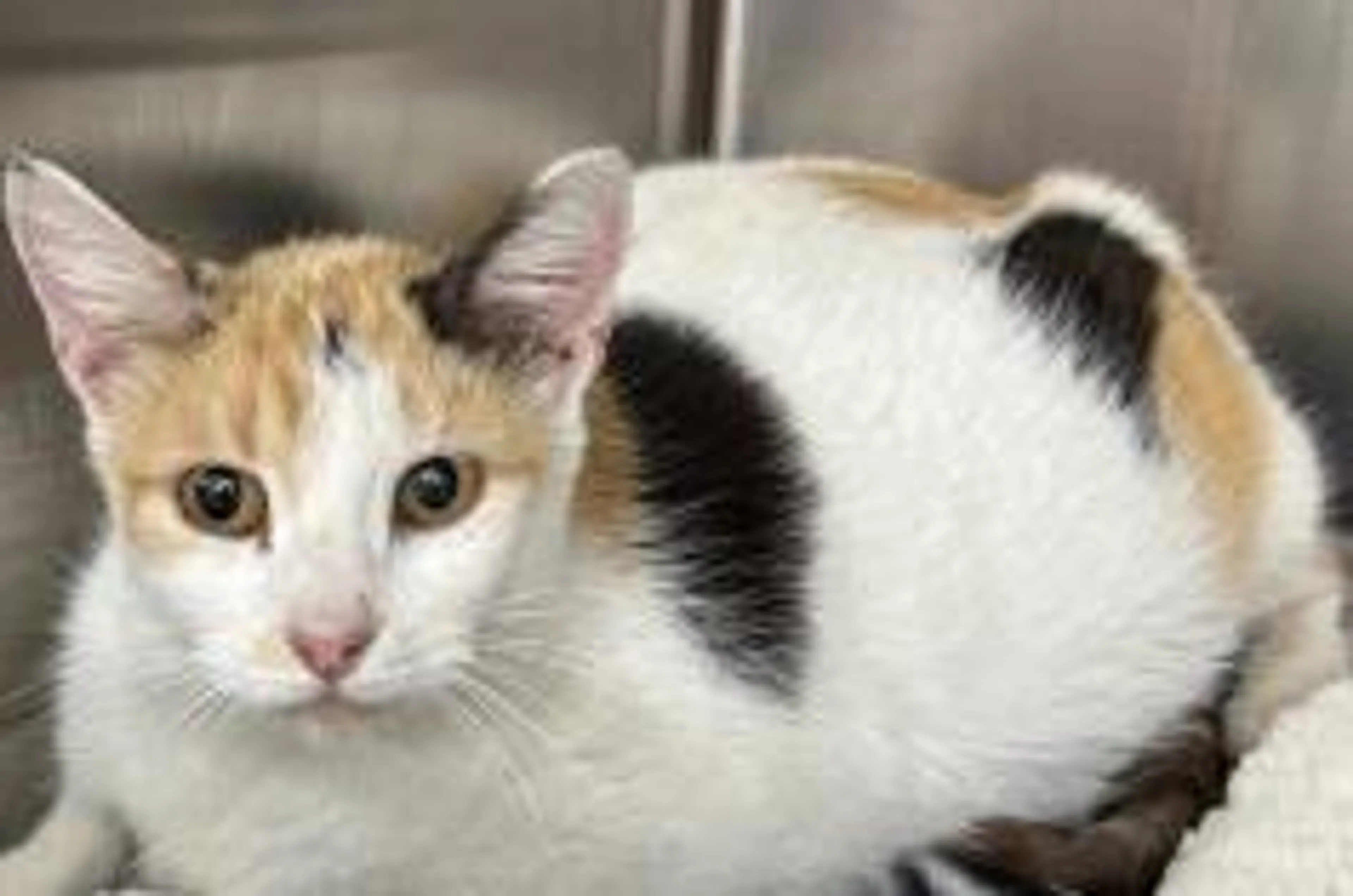 cdn image