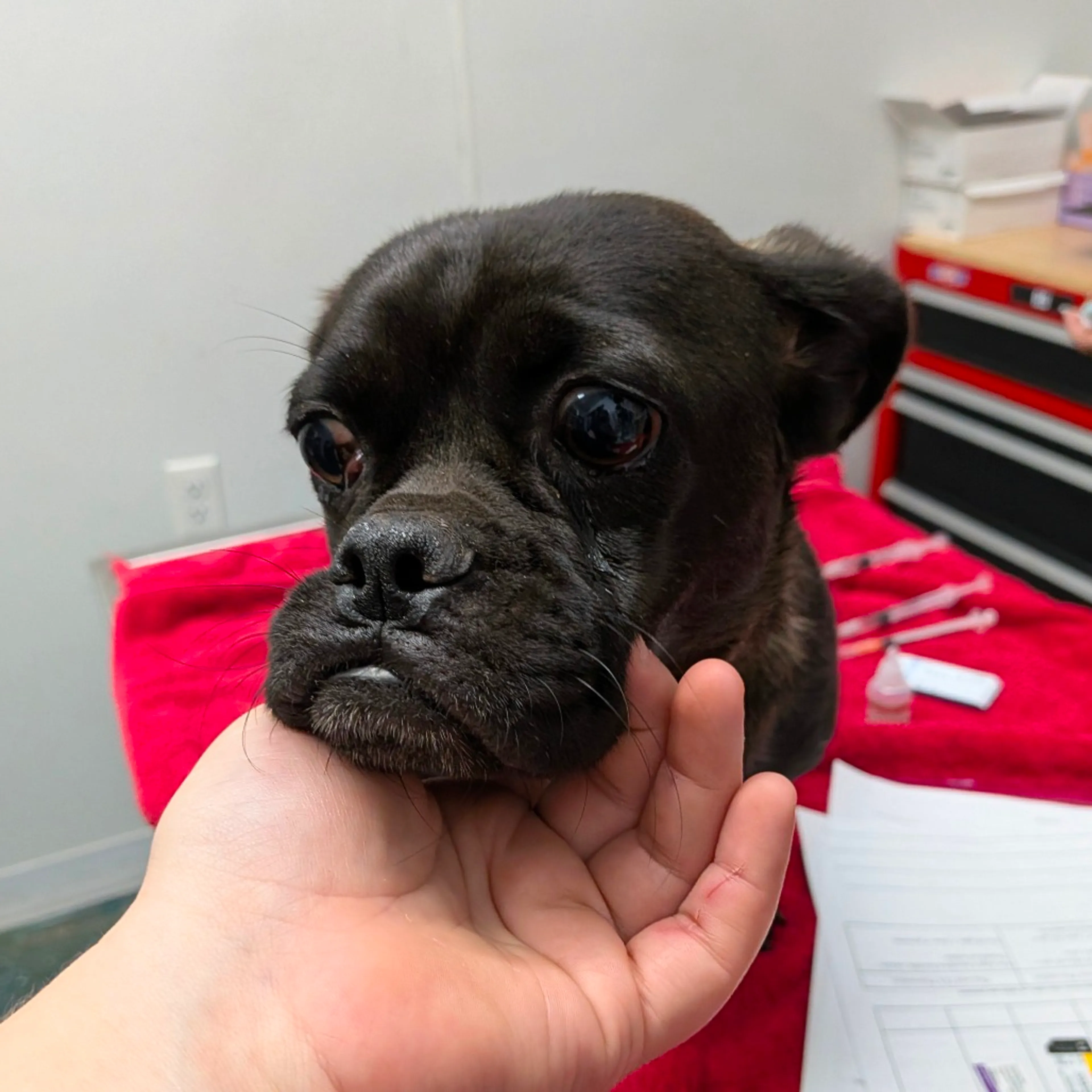 cdn image