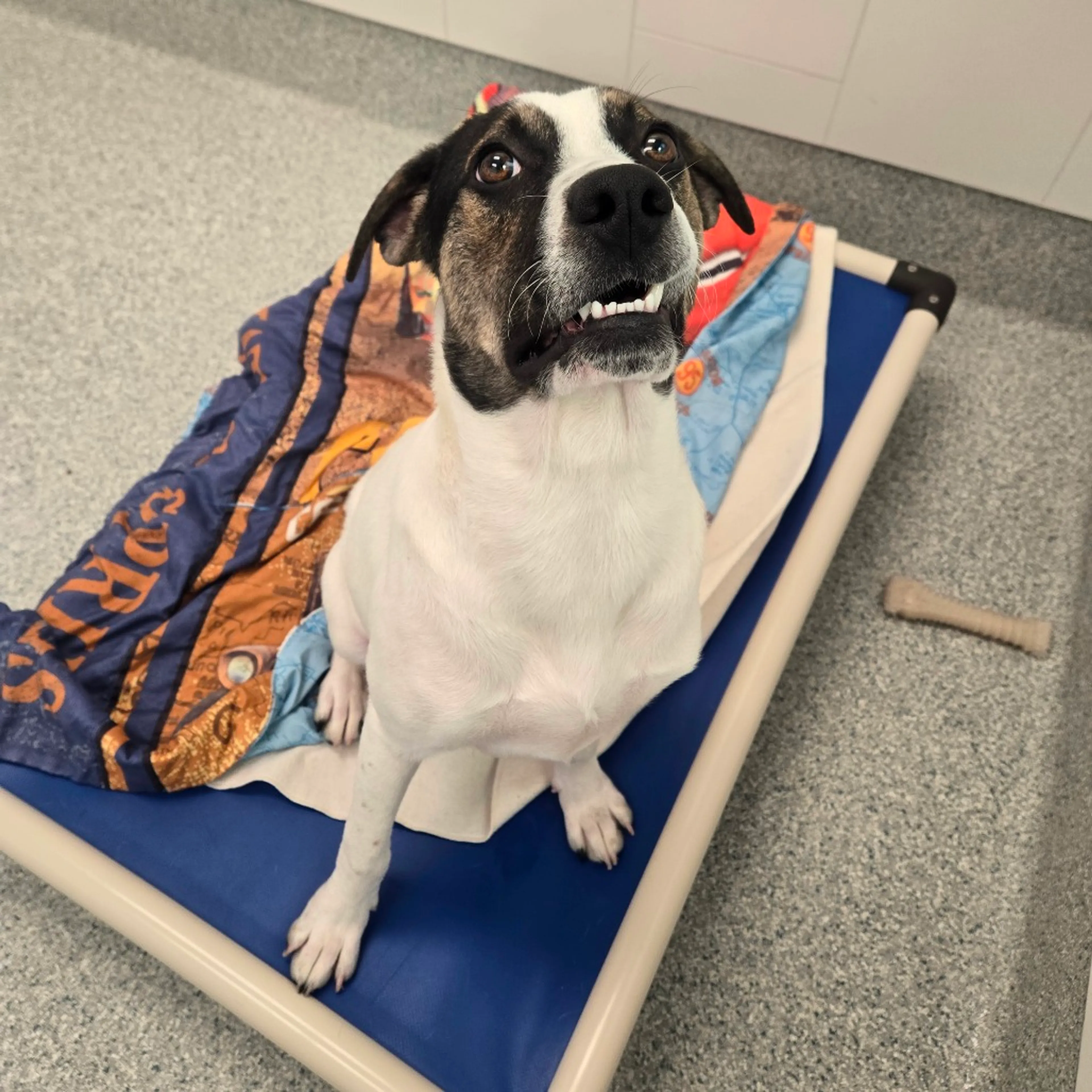 cdn image