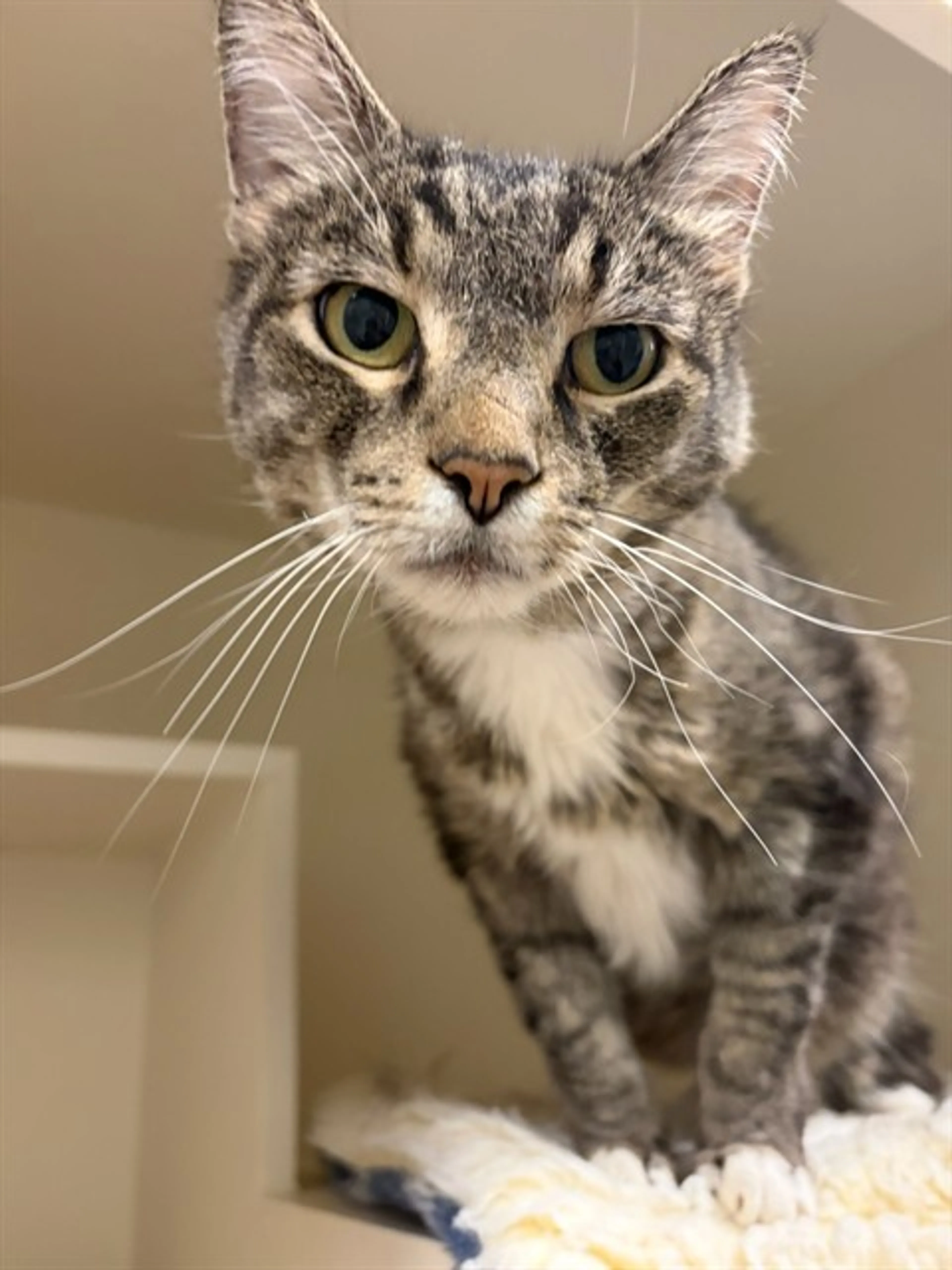 cdn image