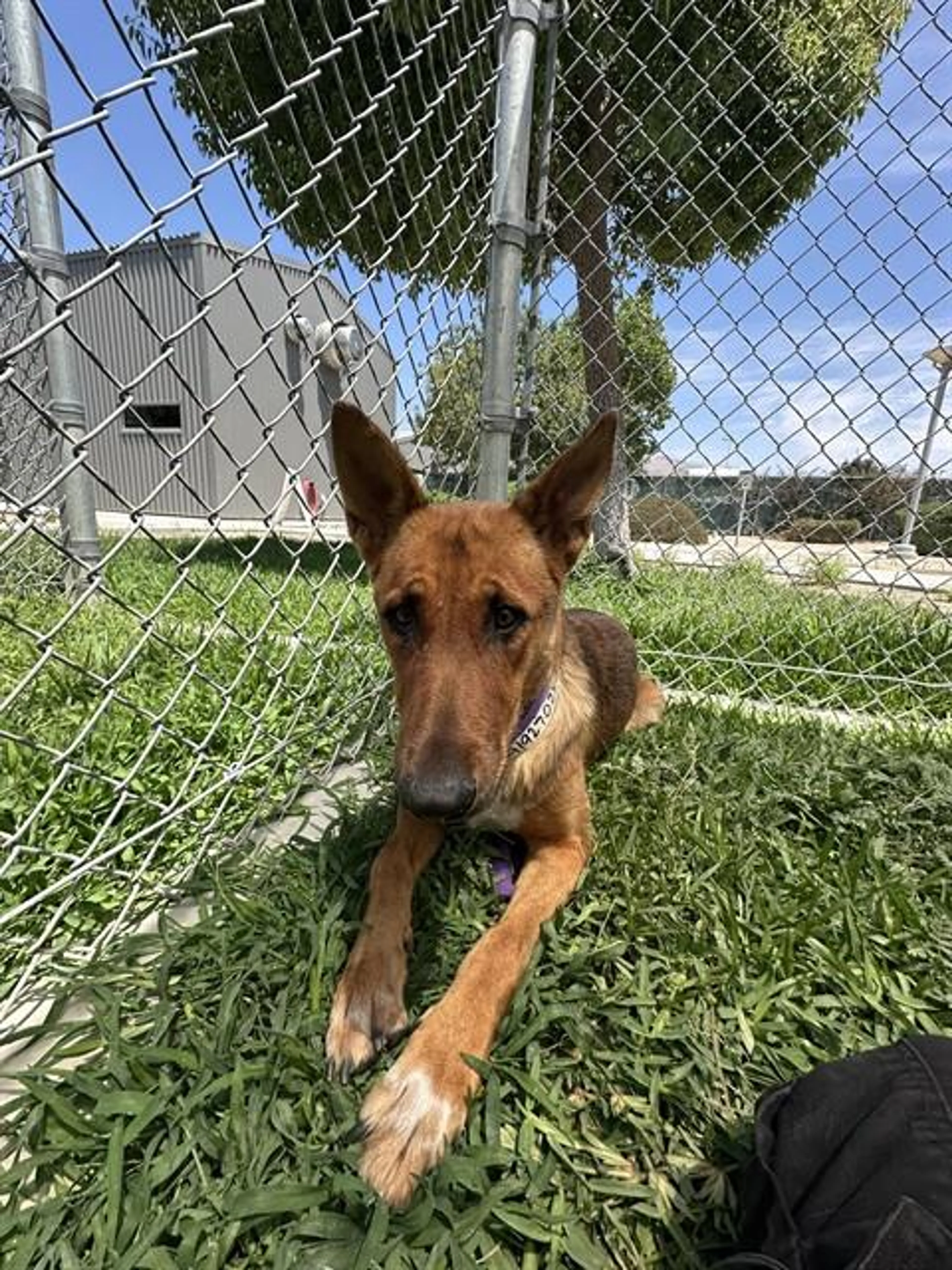 cdn image