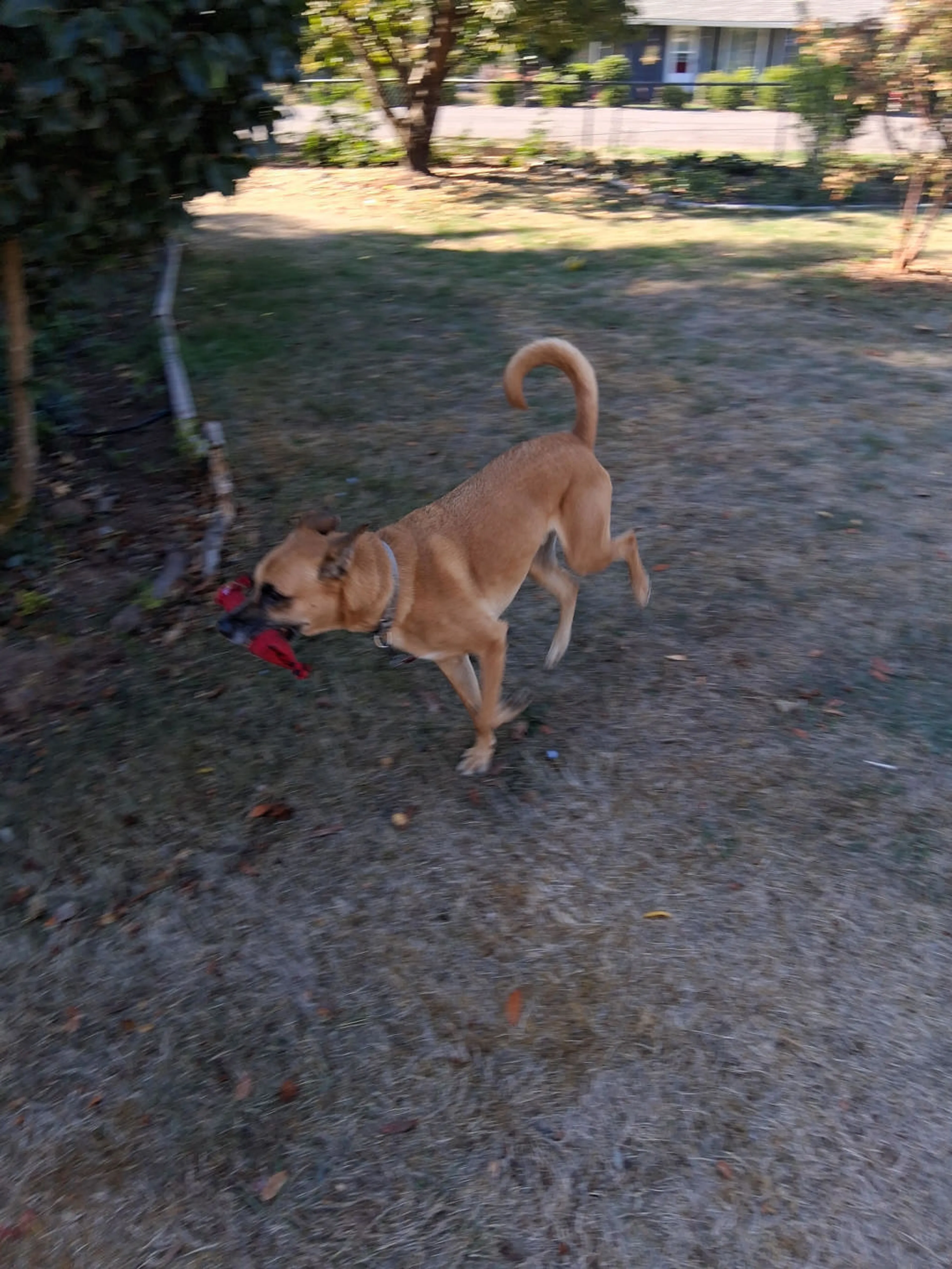 cdn image