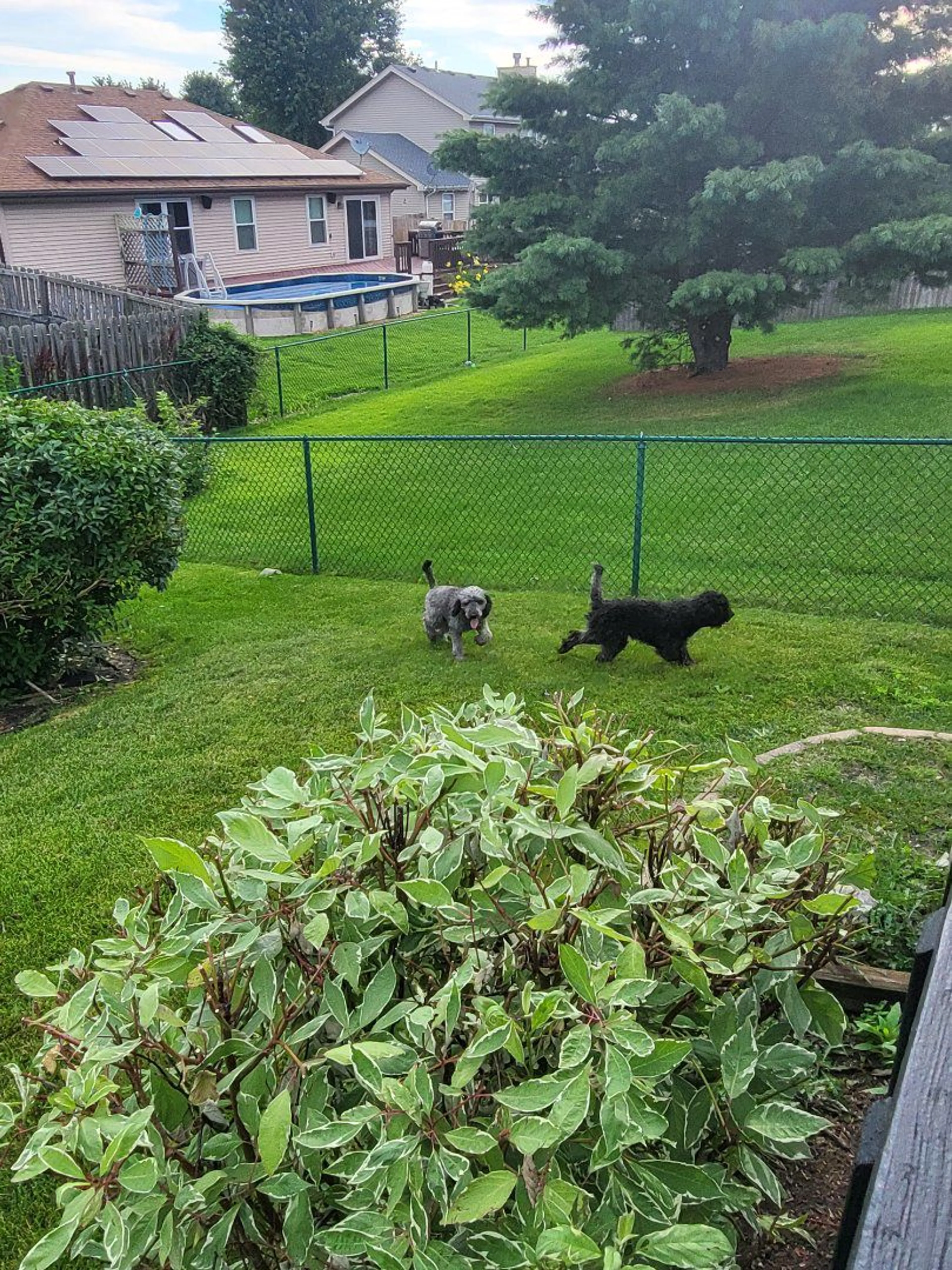 cdn image