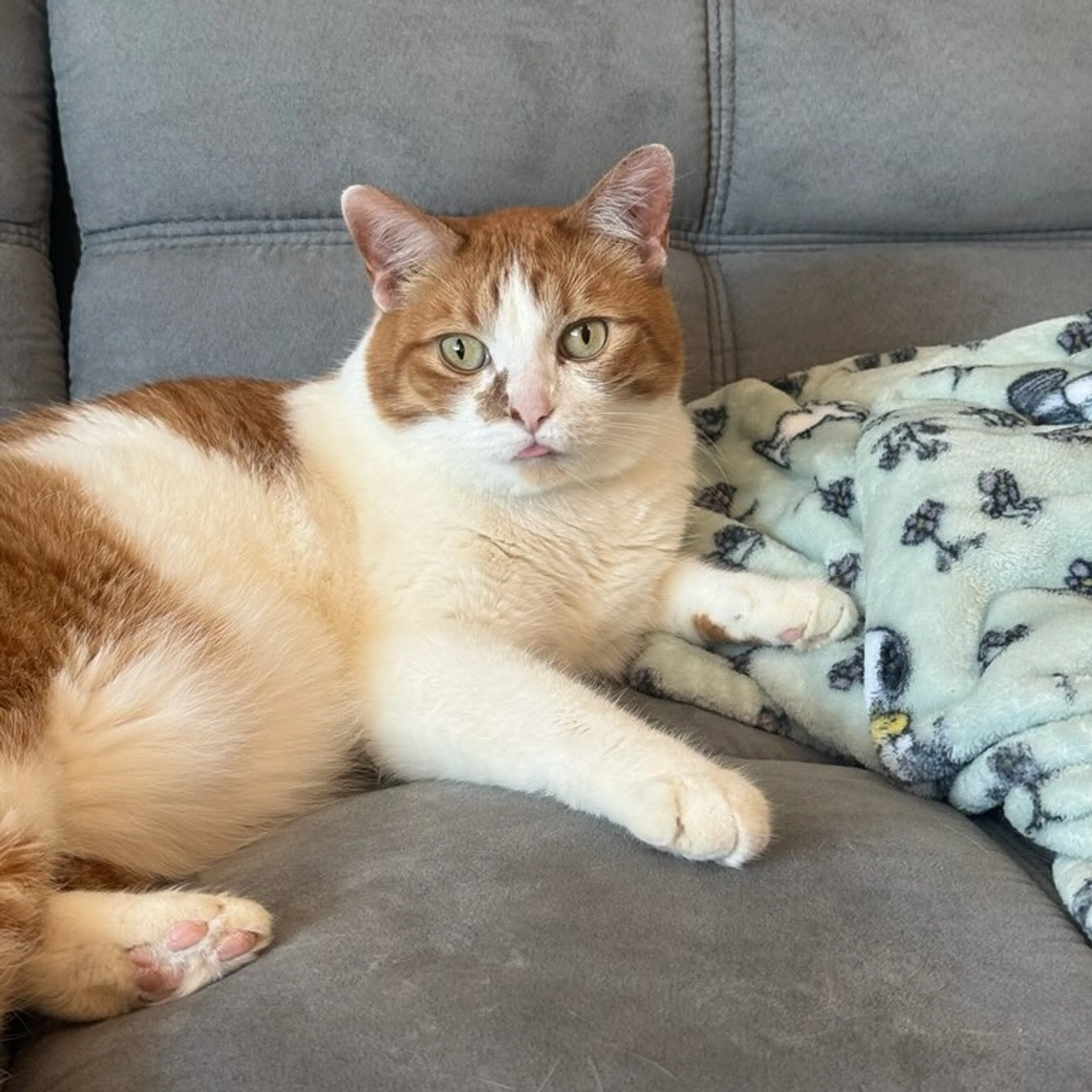 cdn image
