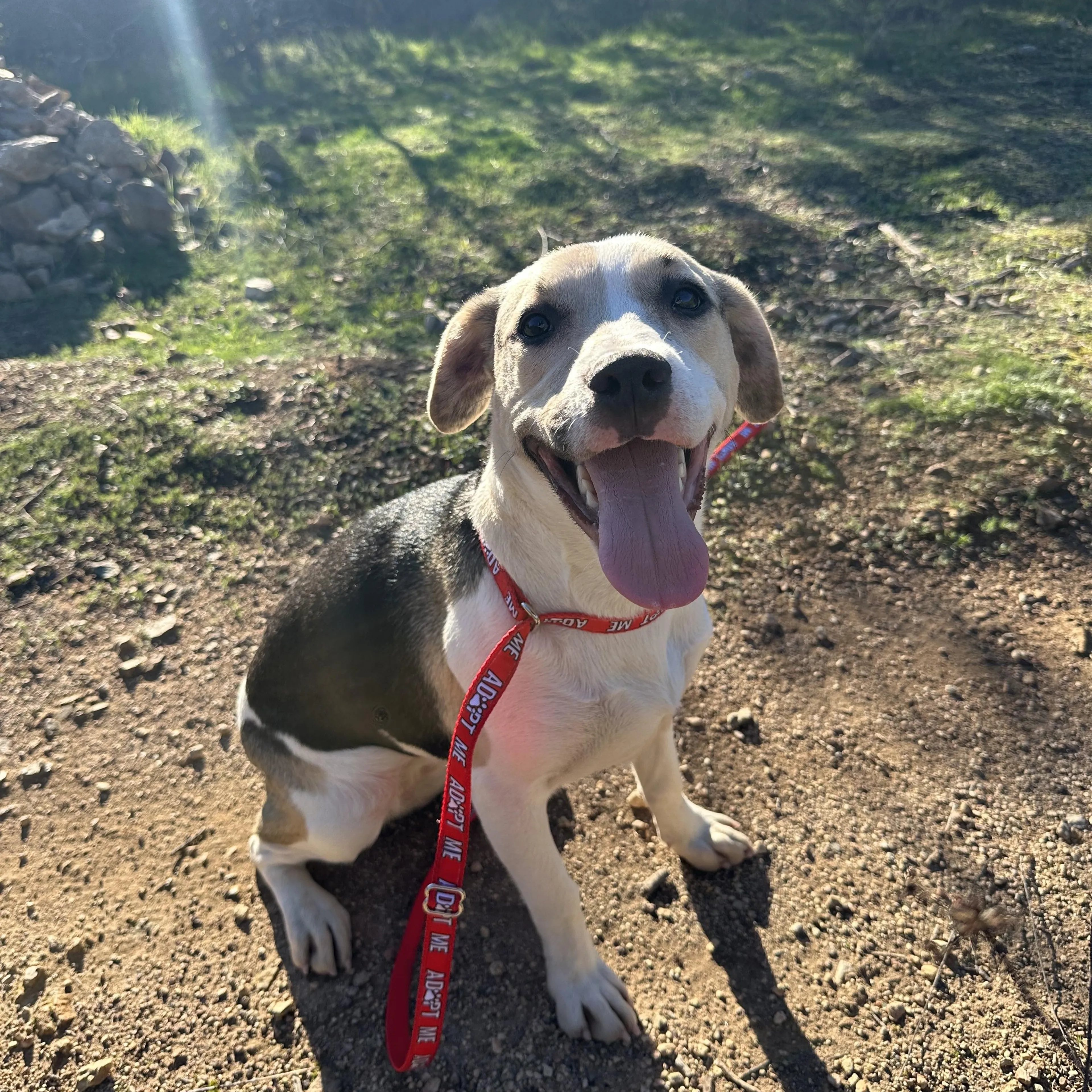 cdn image