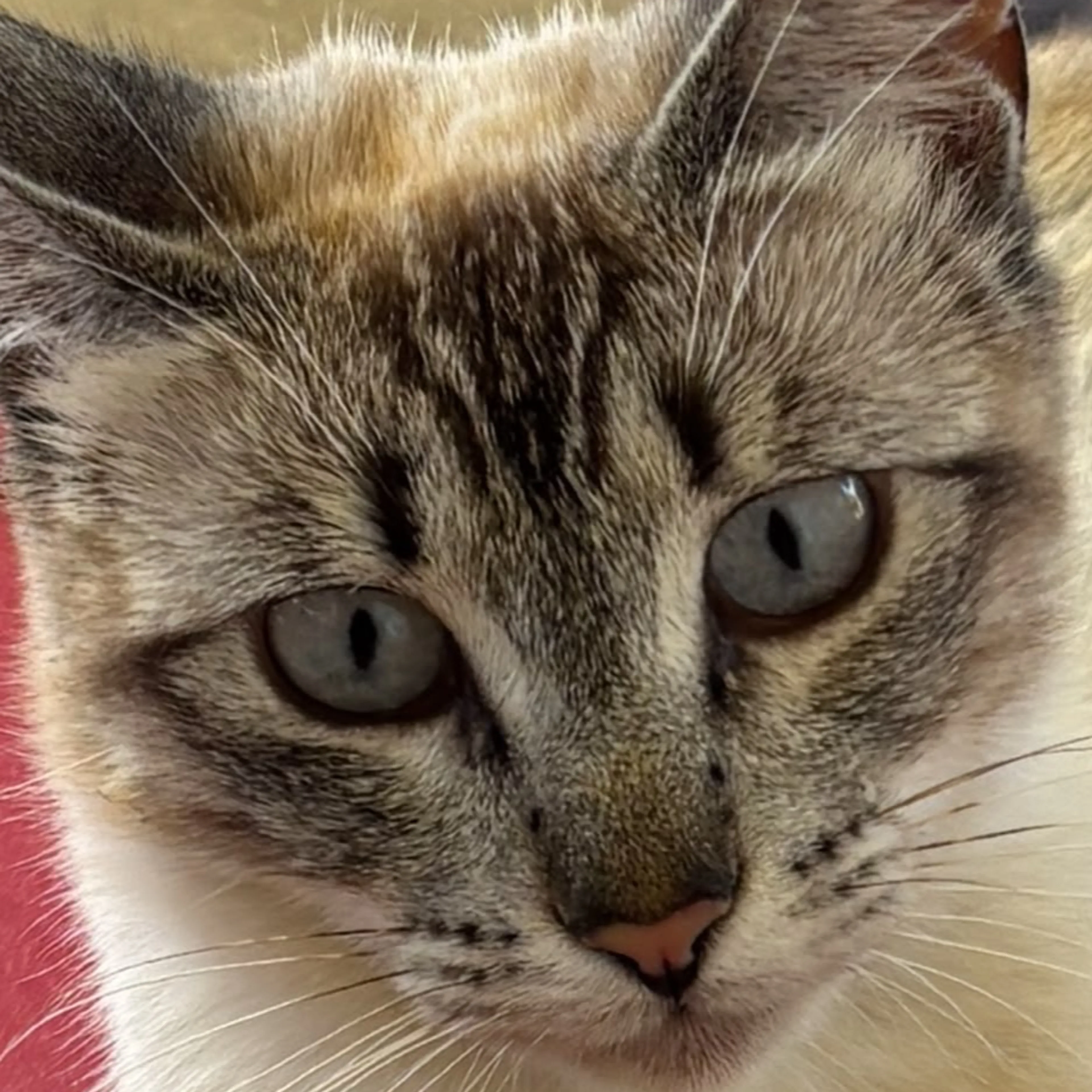 cdn image