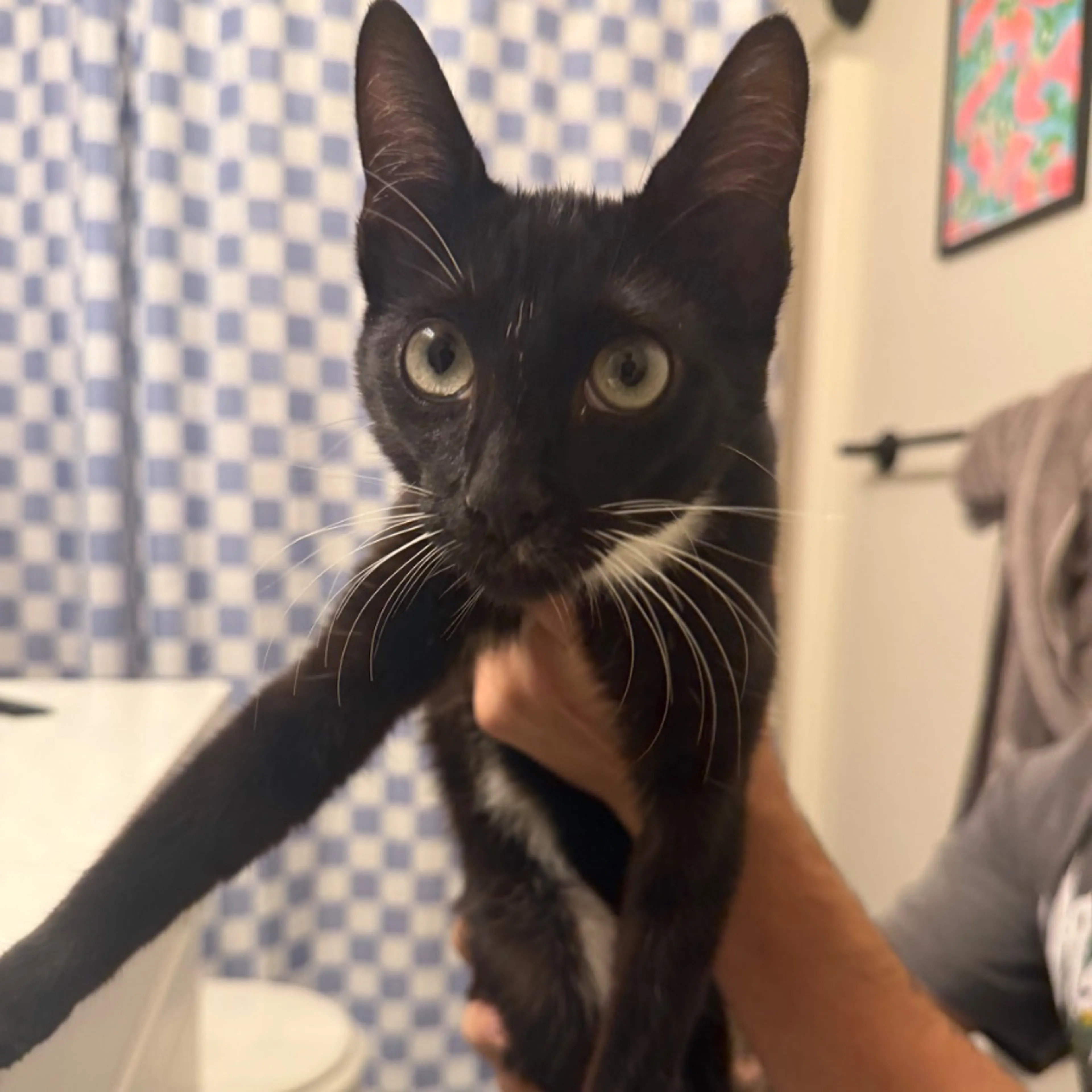 cdn image