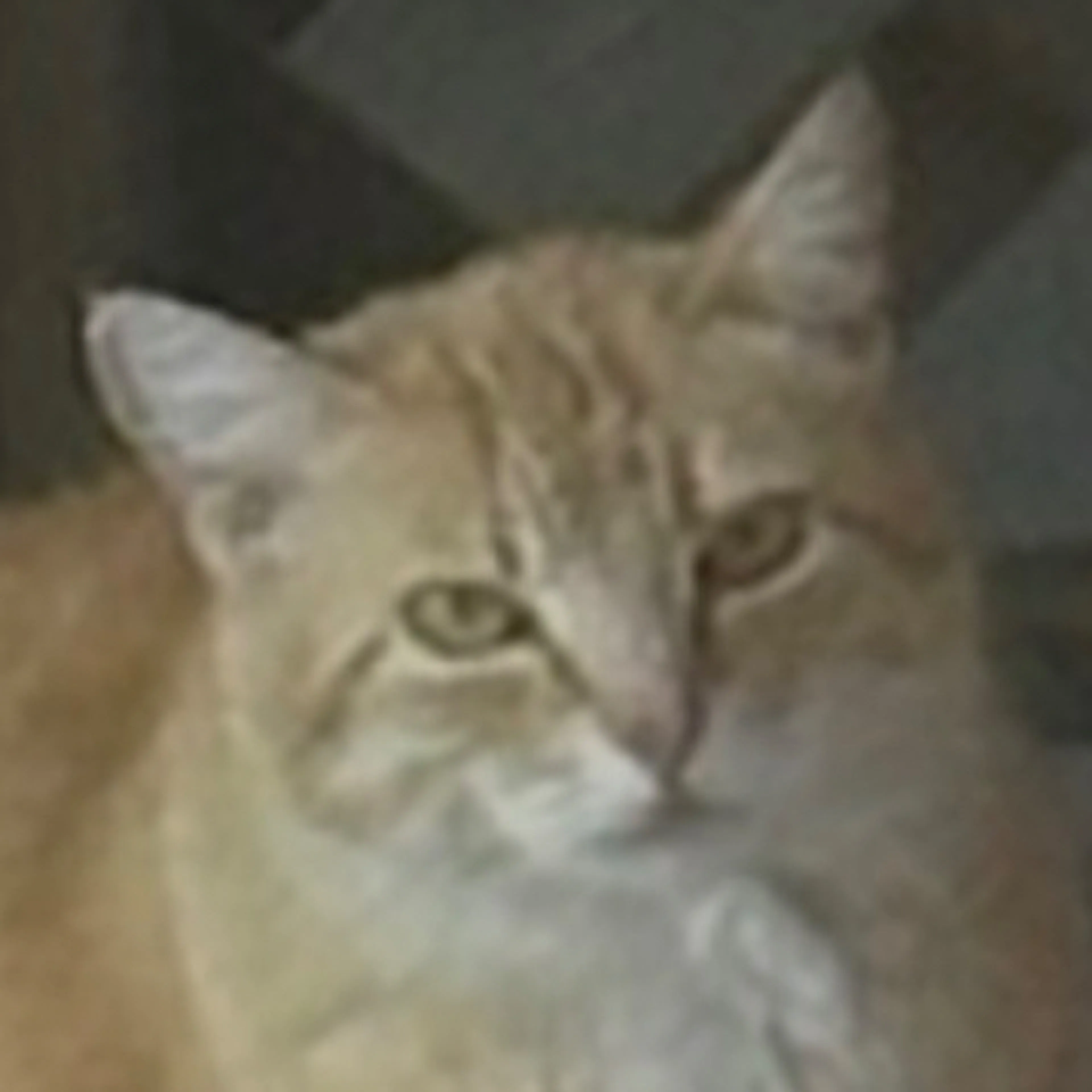 cdn image