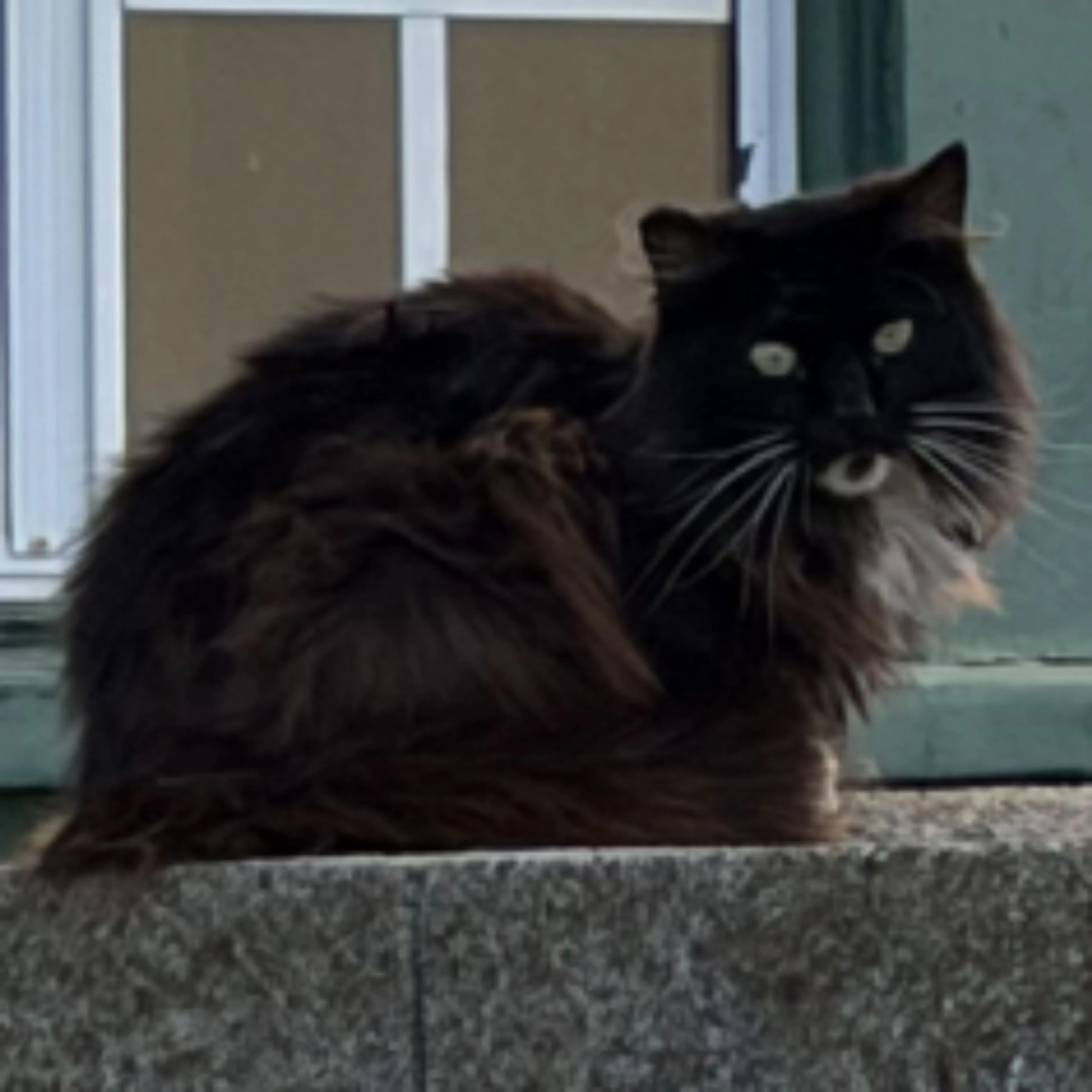 cdn image