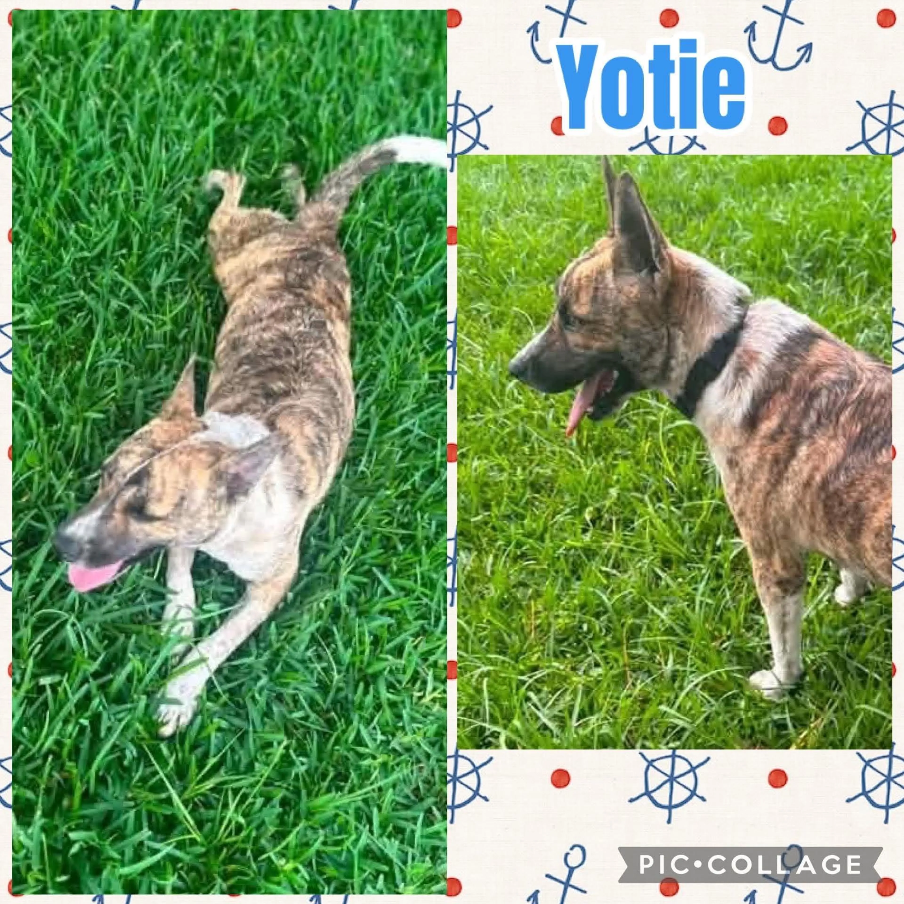 cdn image