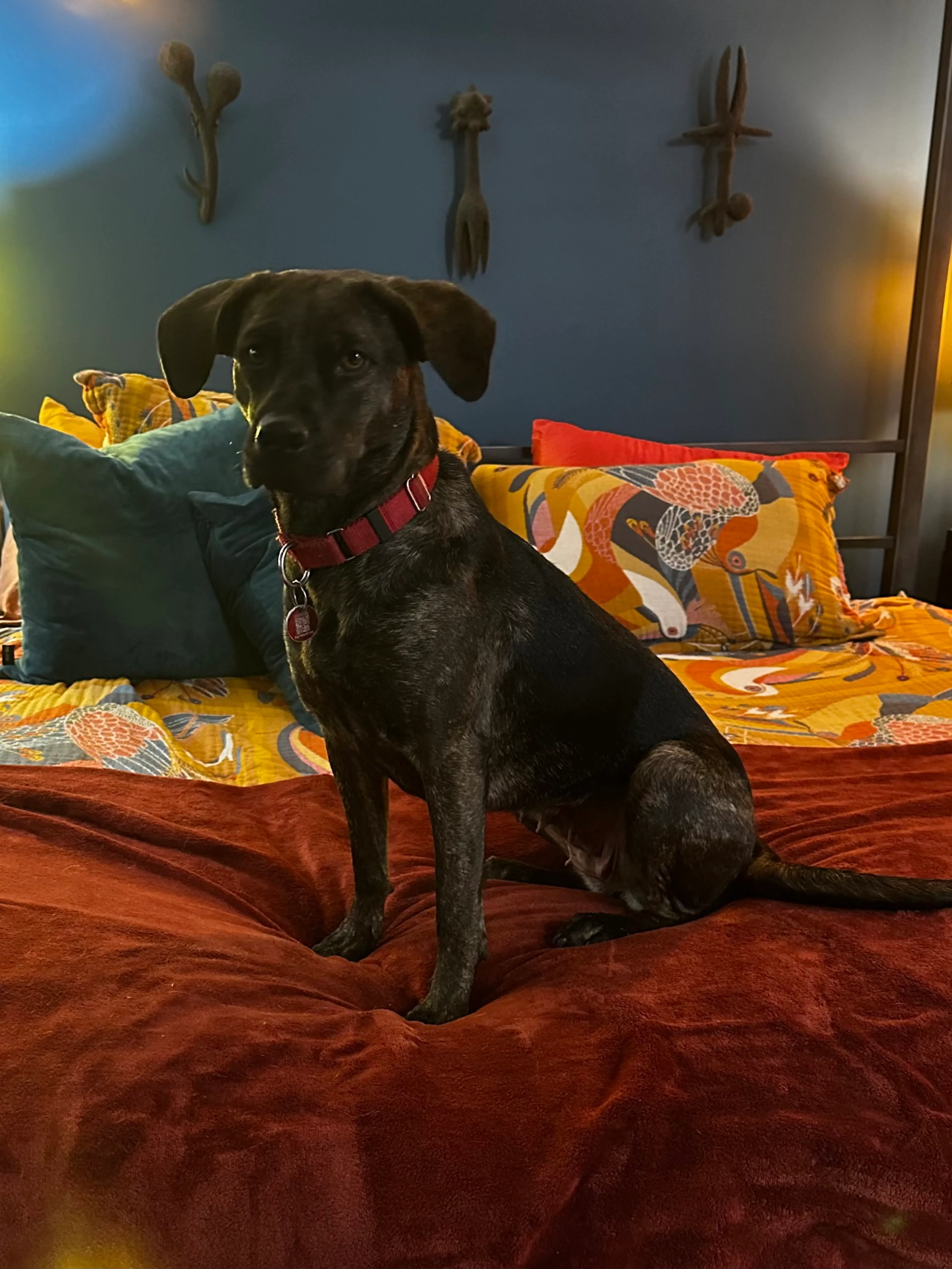 cdn image