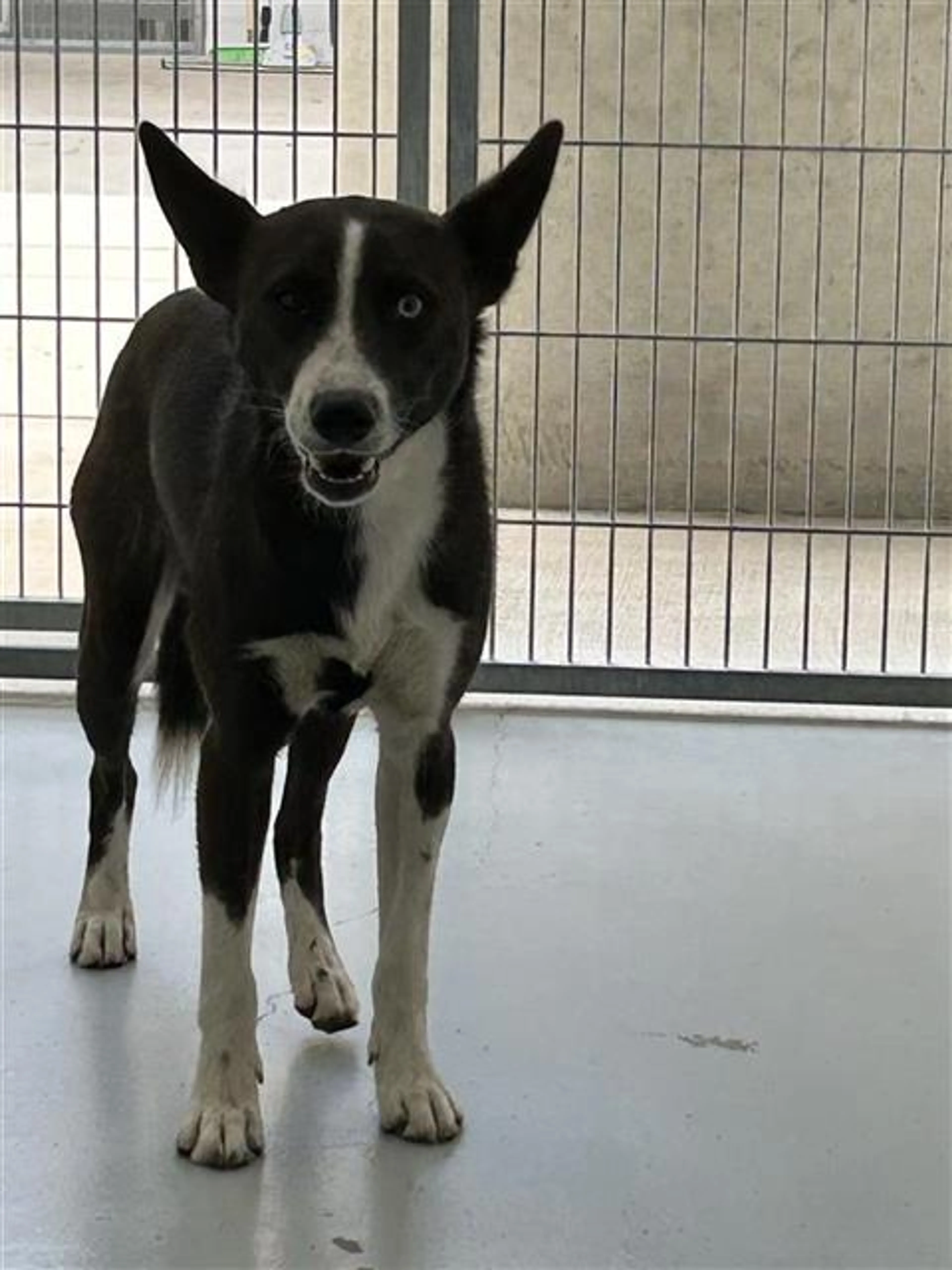 cdn image
