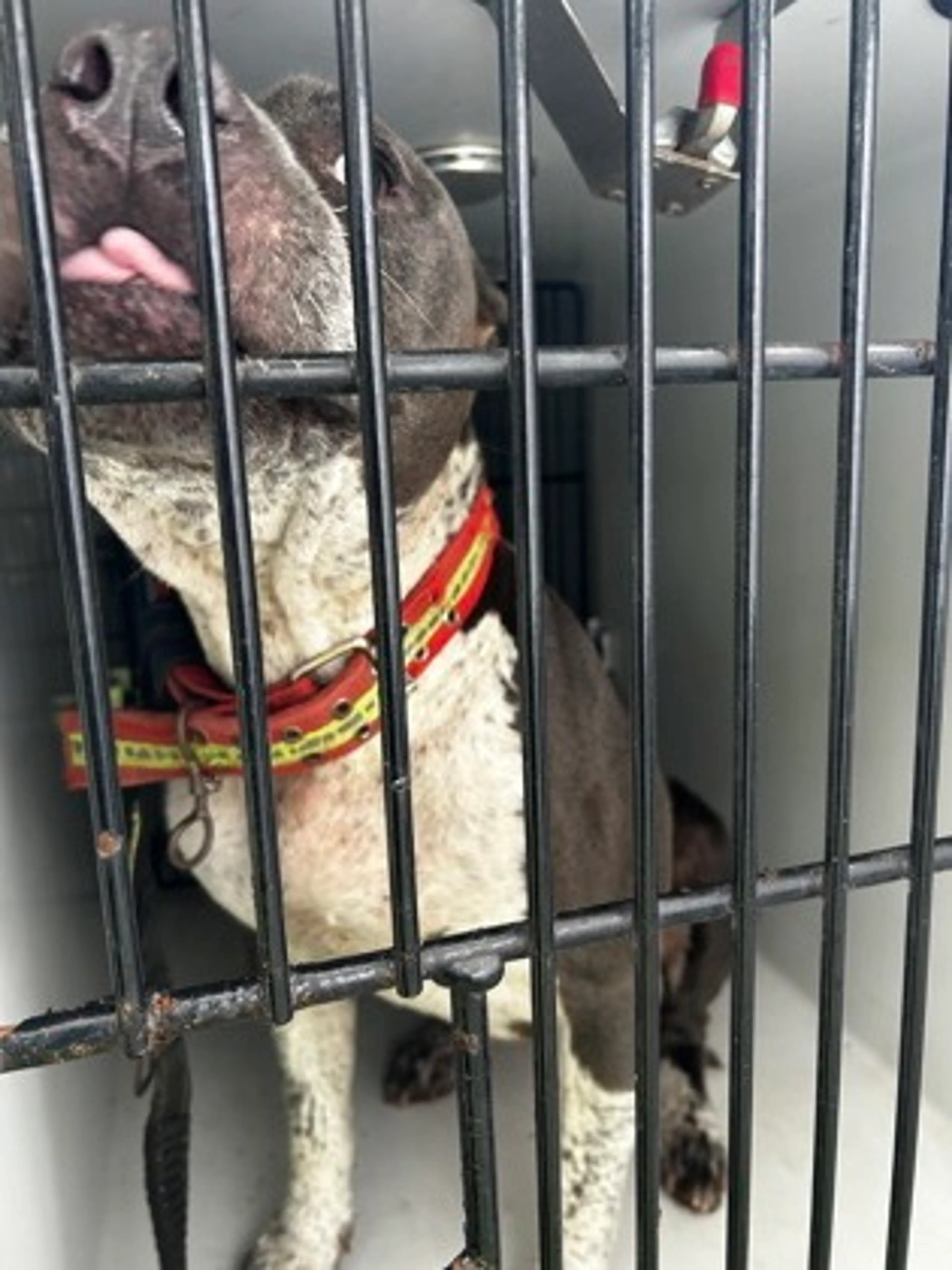 cdn image