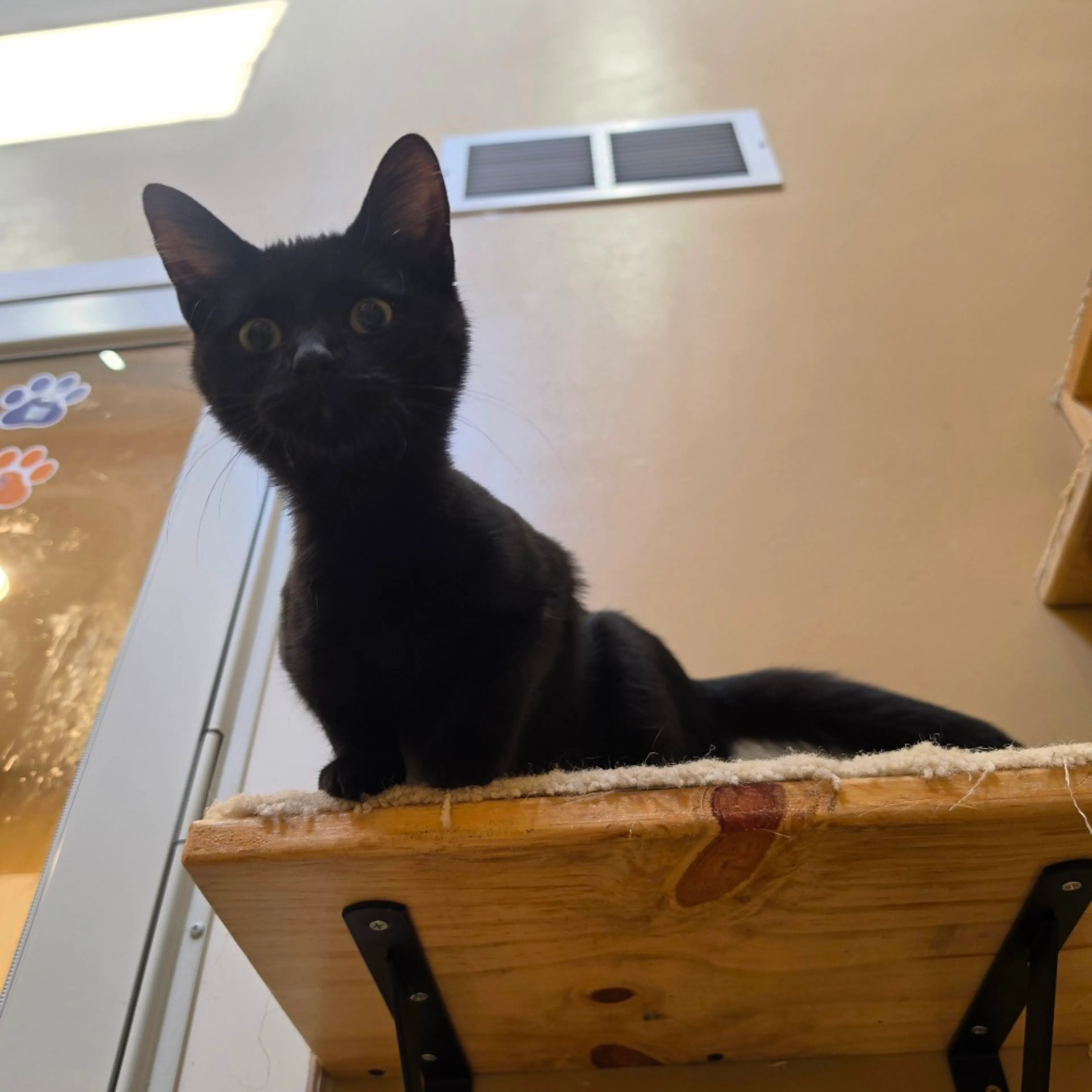cdn image