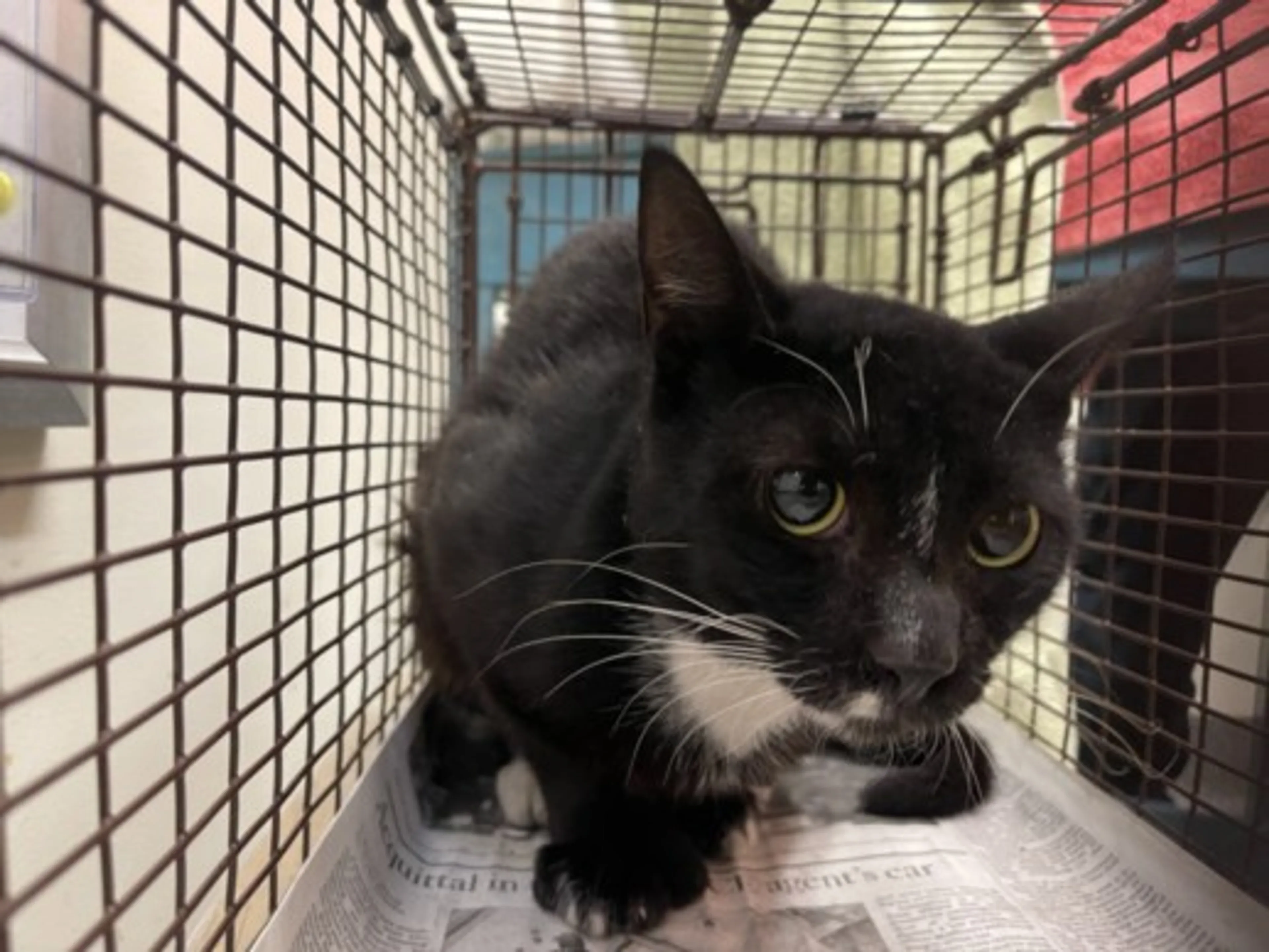 cdn image