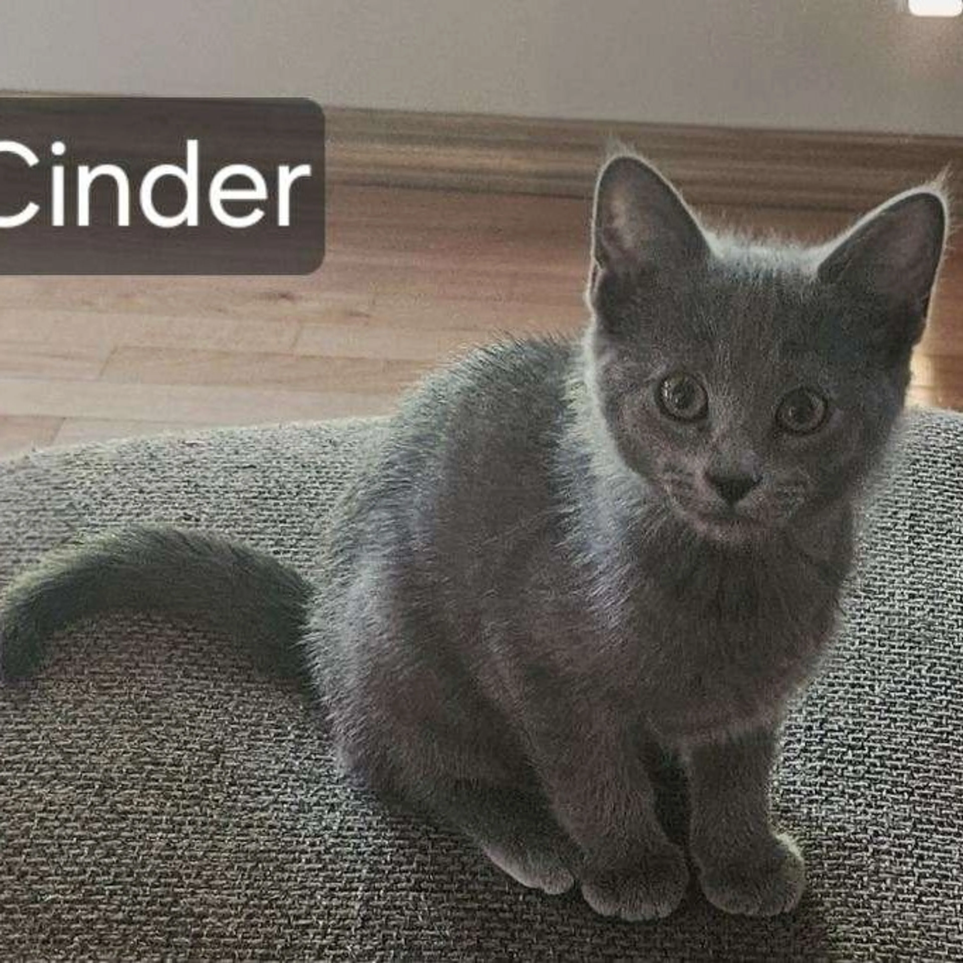 cdn image