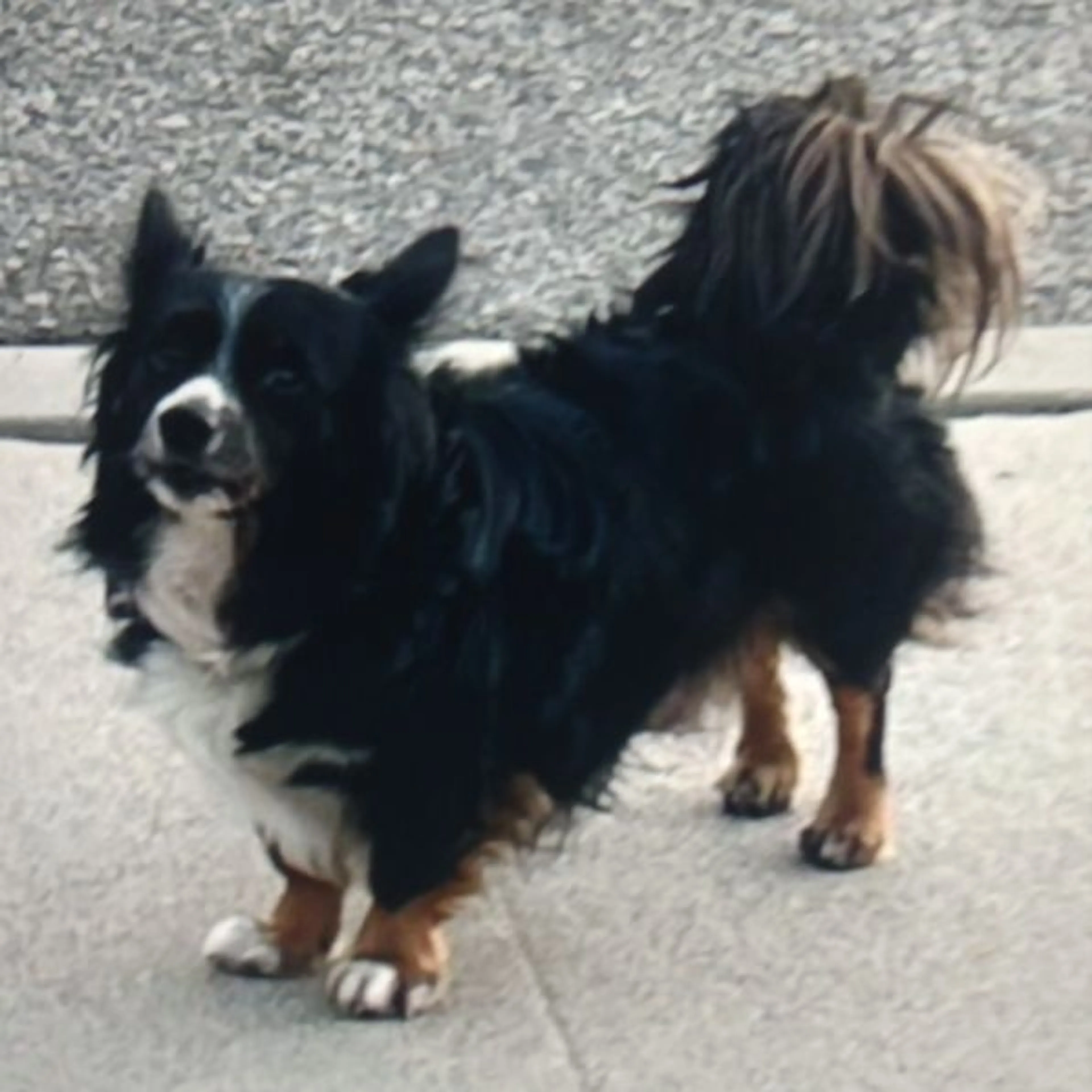 cdn image
