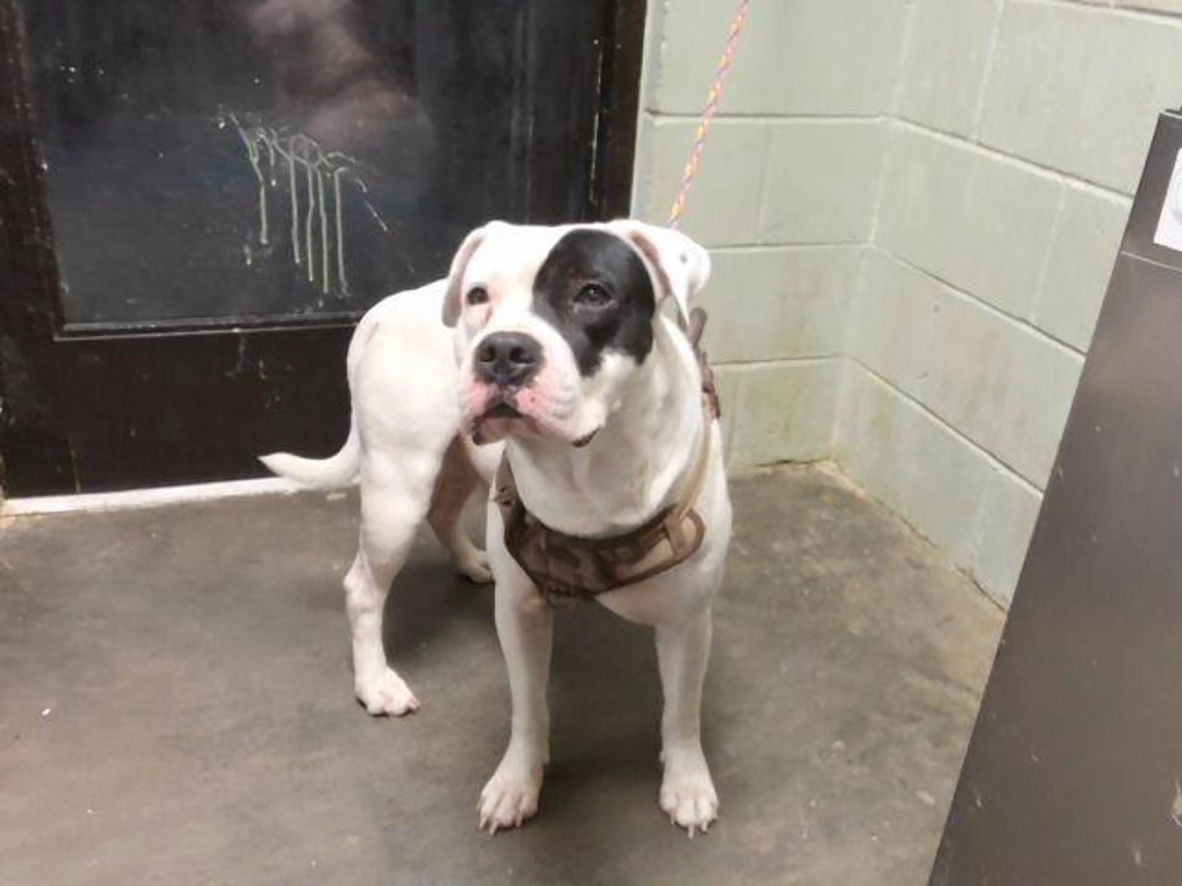 cdn image