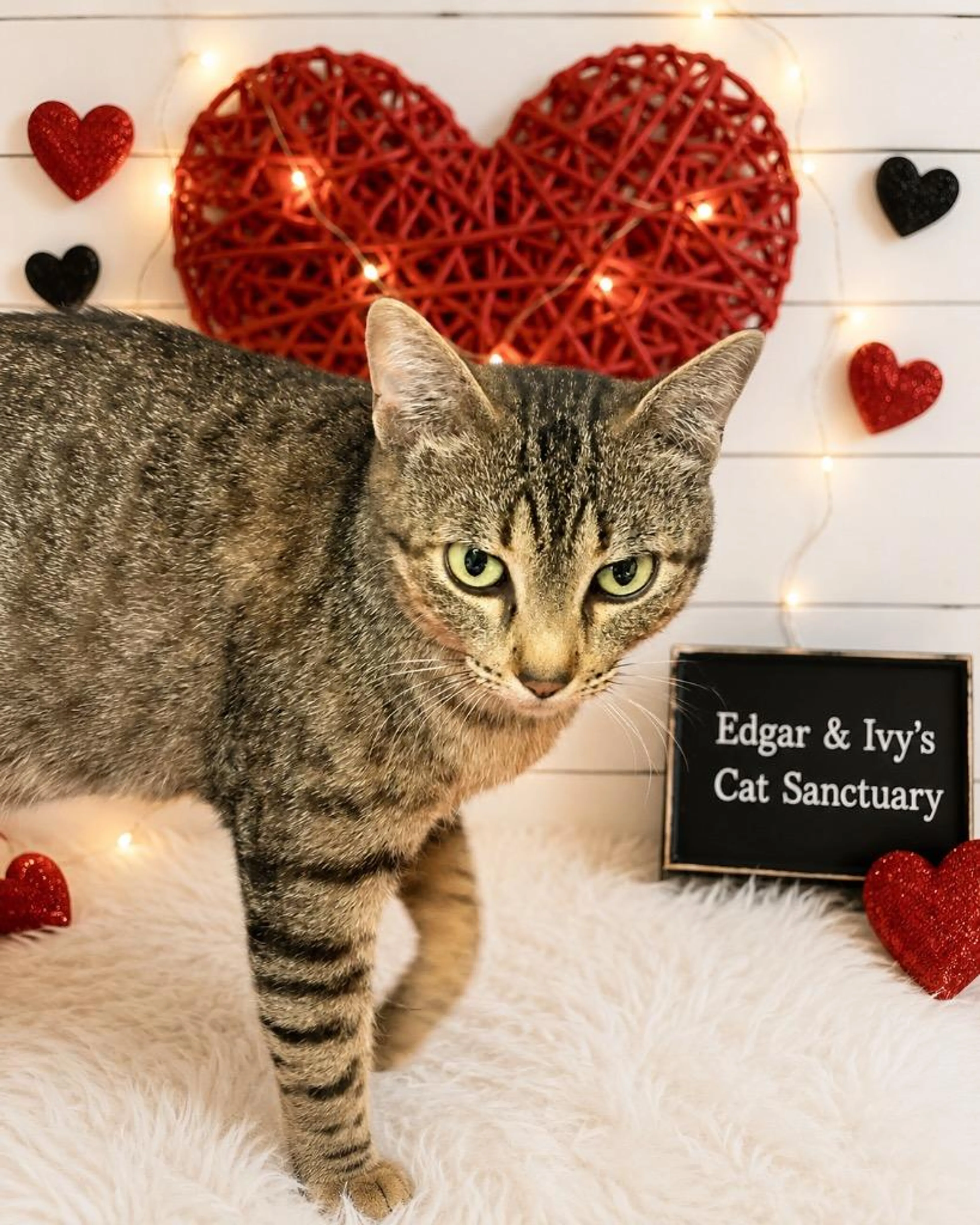 cdn image
