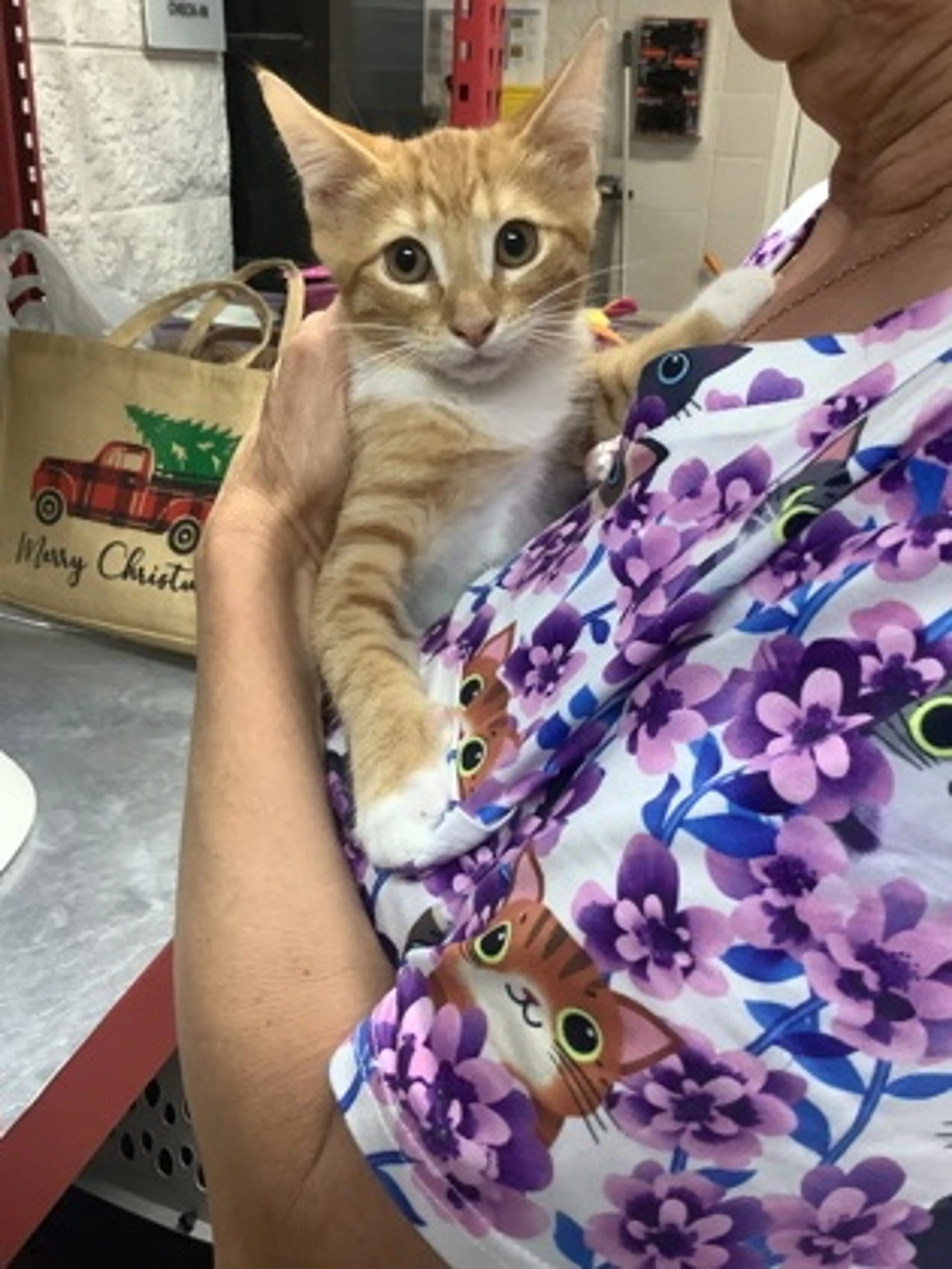cdn image