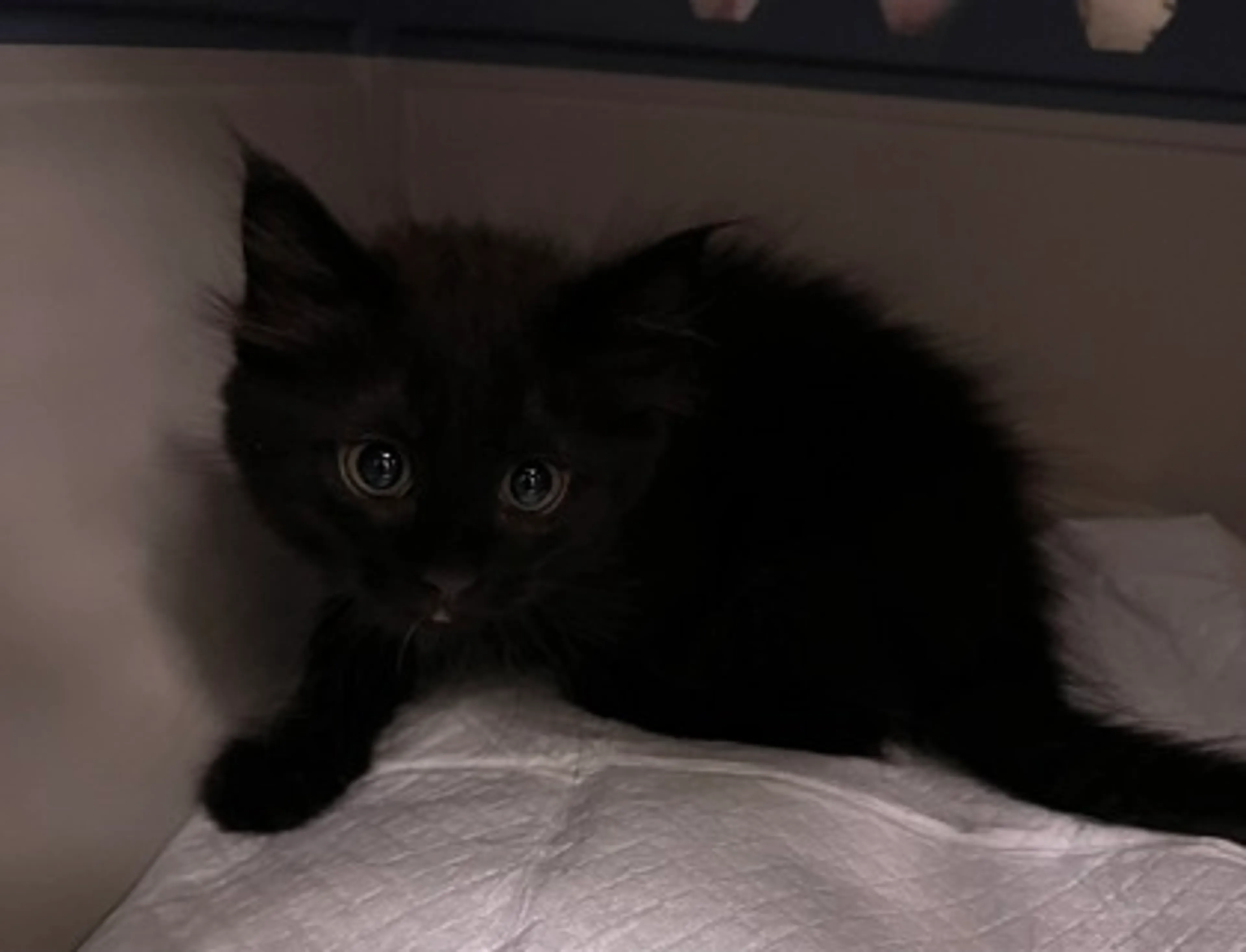 cdn image