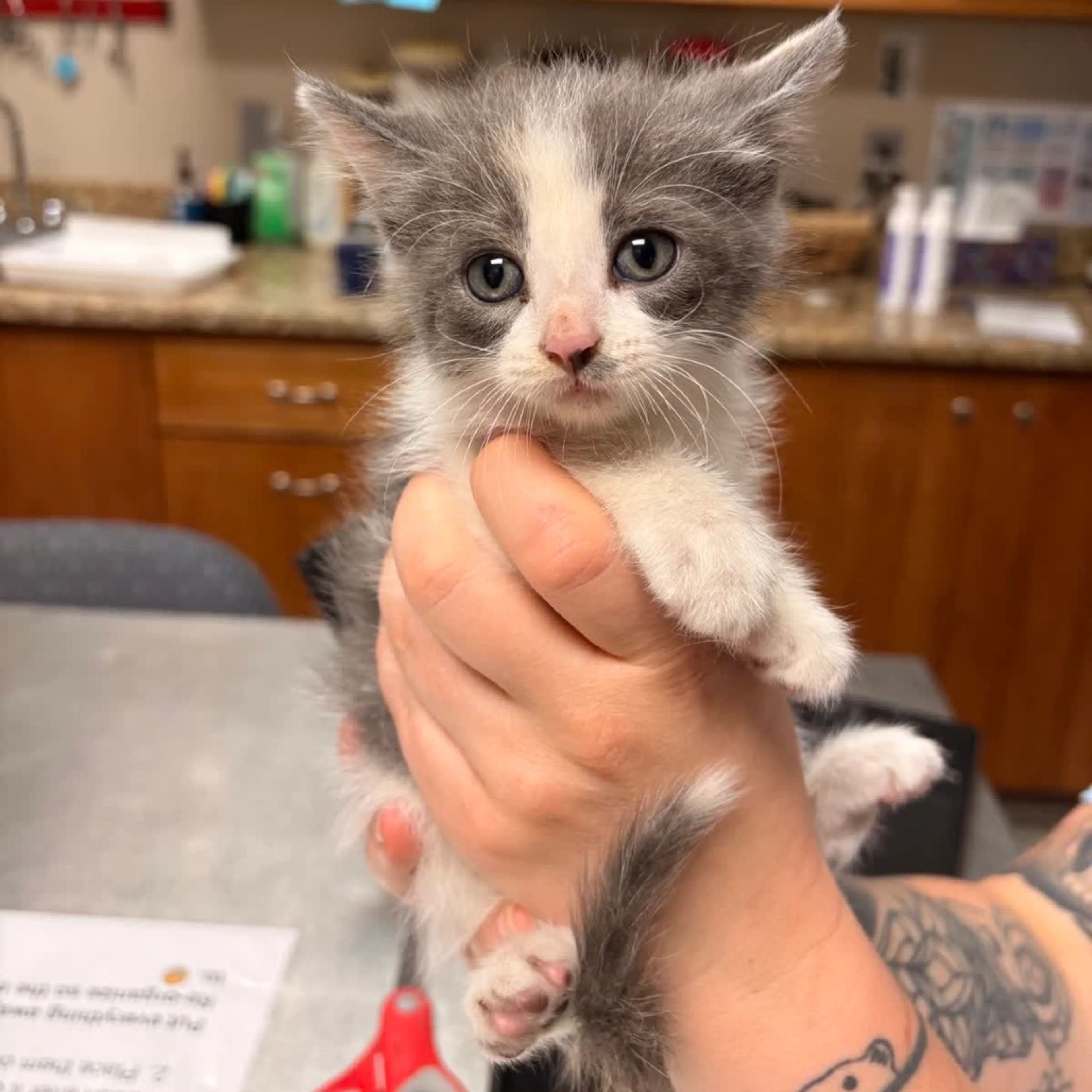 cdn image