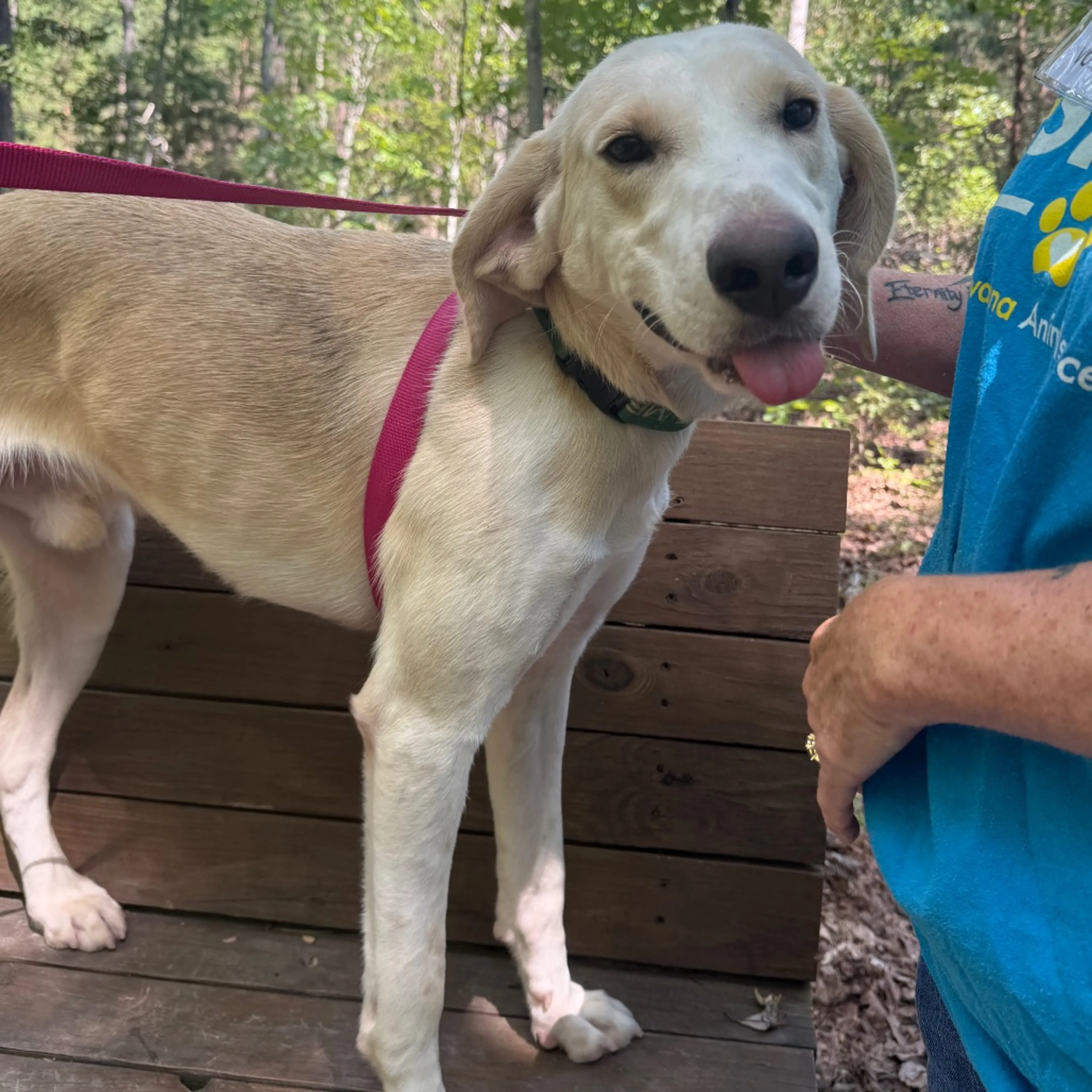 cdn image