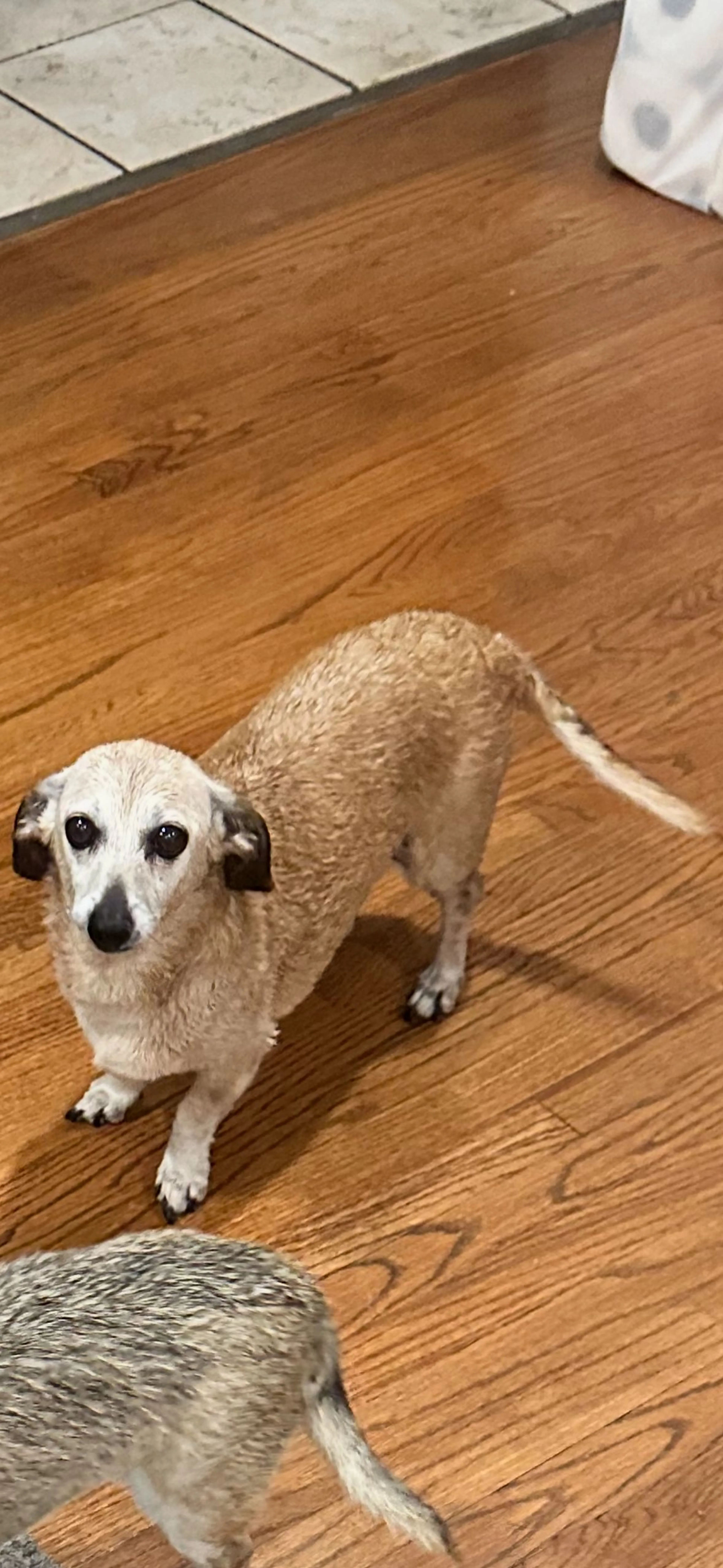 cdn image