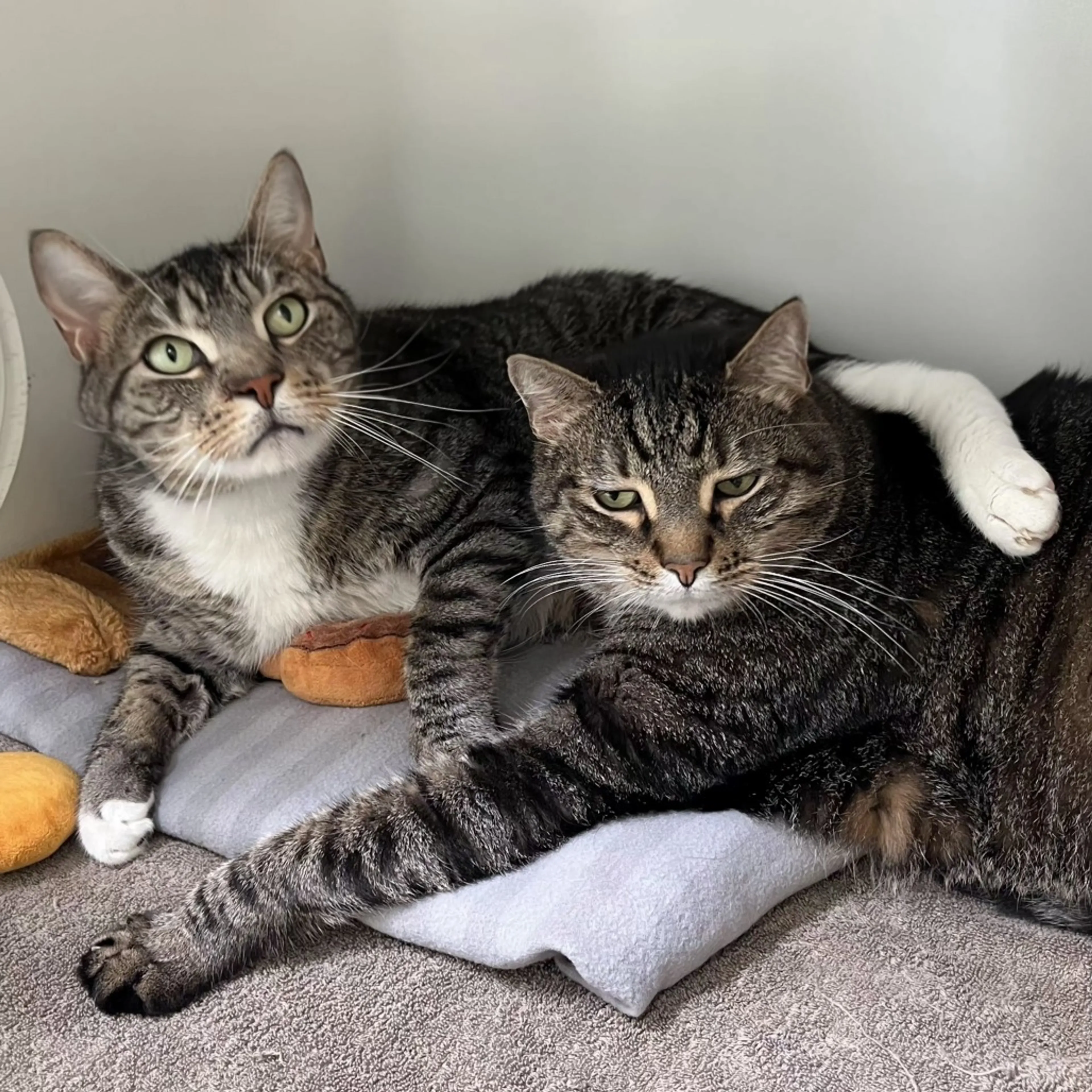 -3