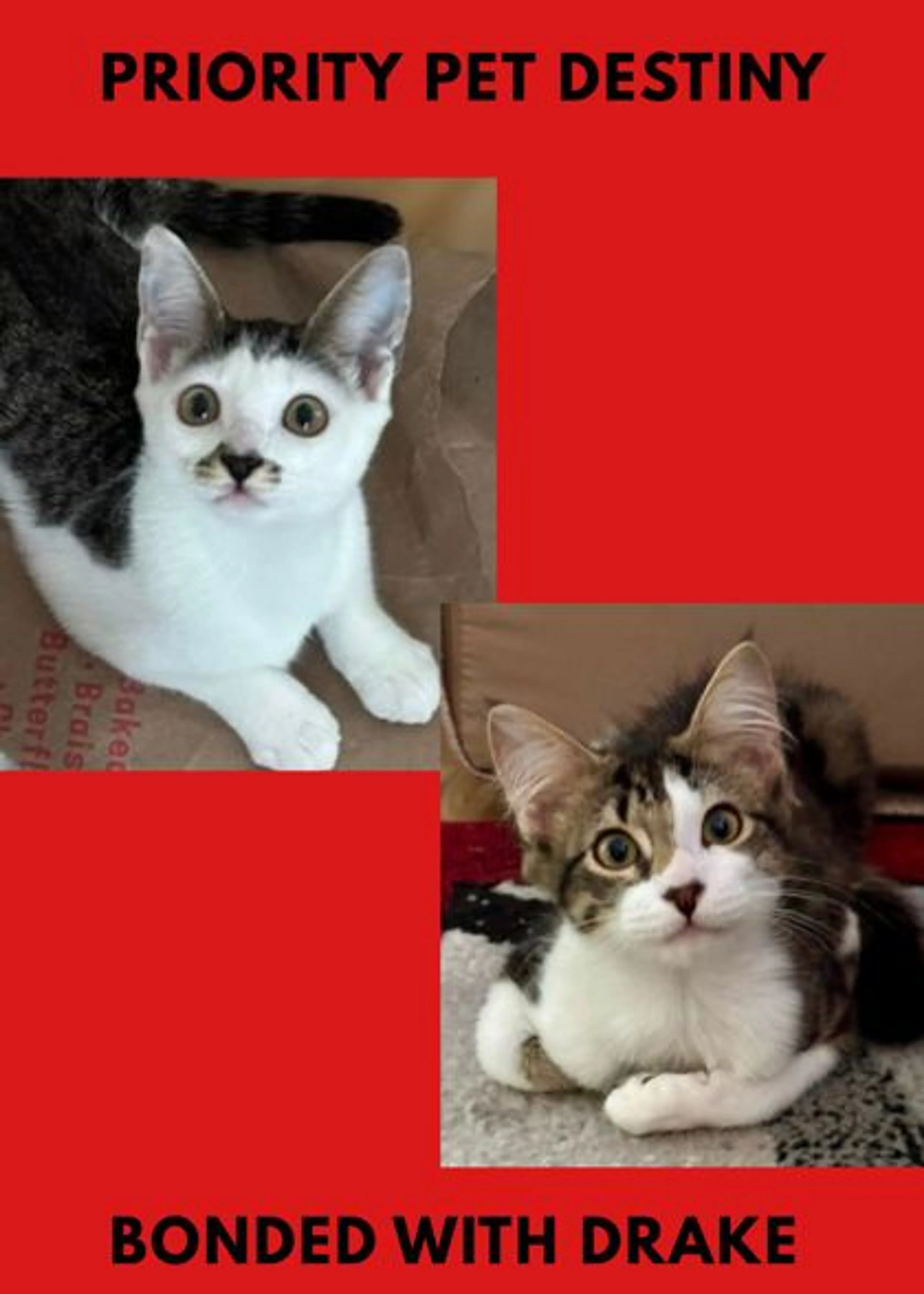 cdn image