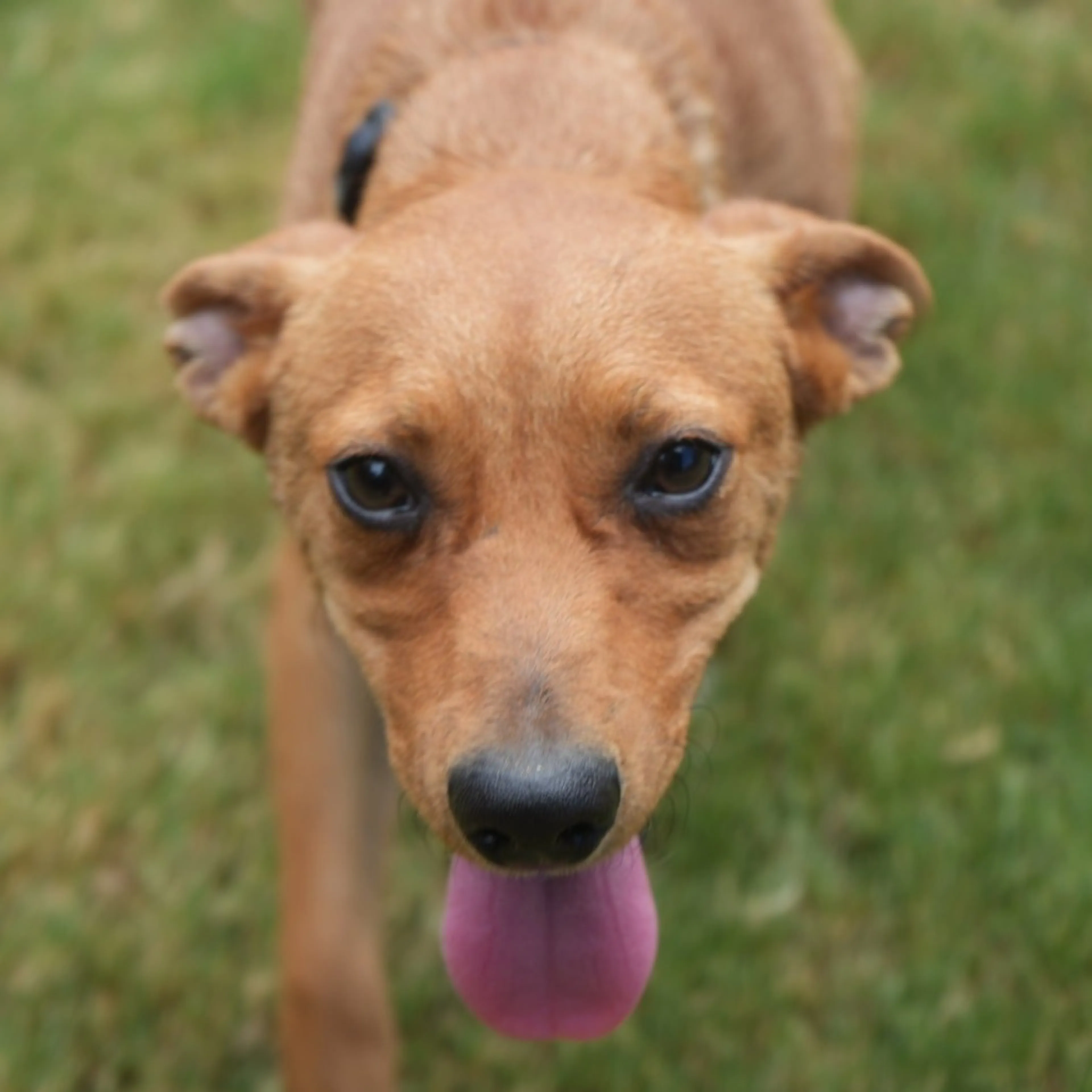 cdn image