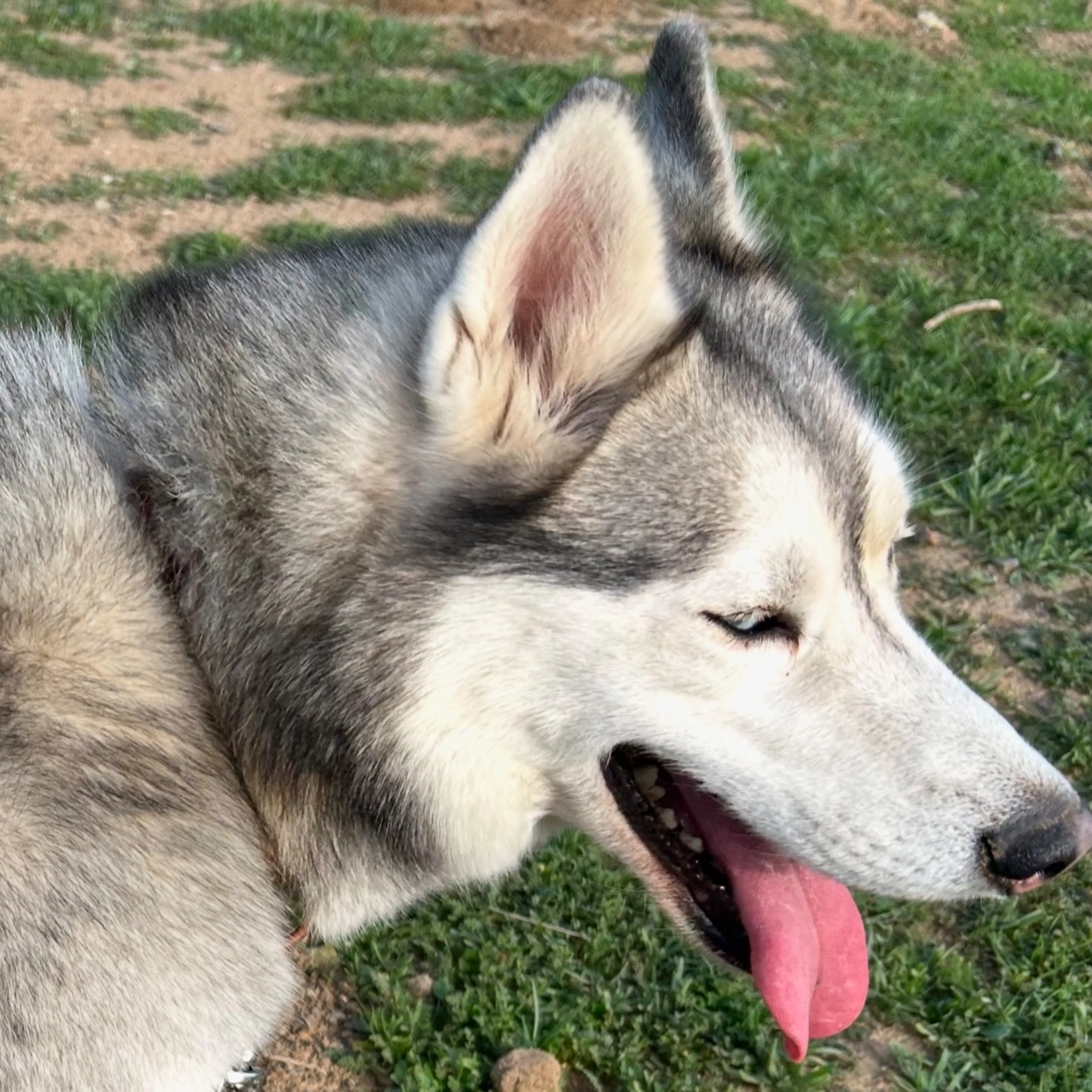 cdn image