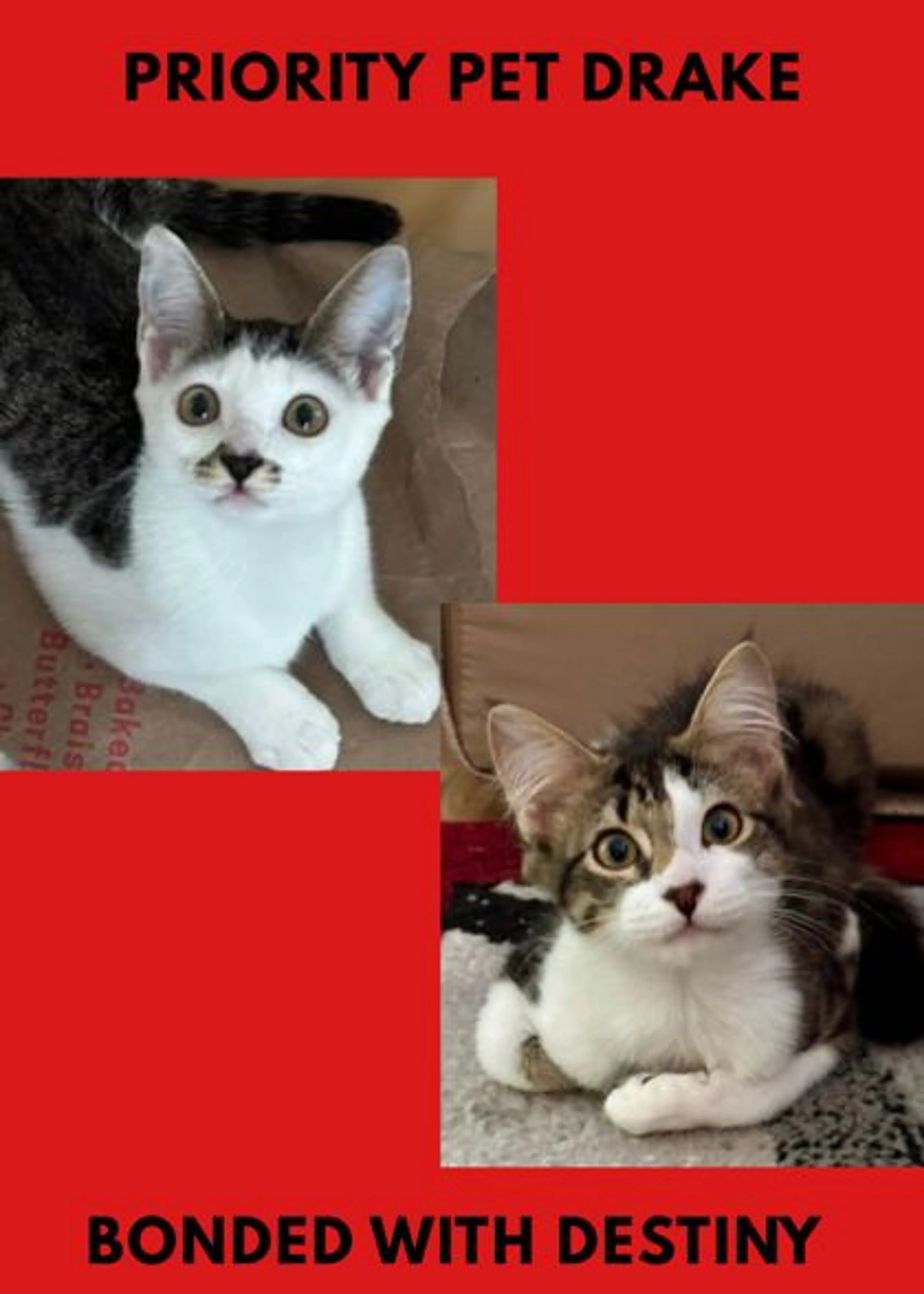 cdn image