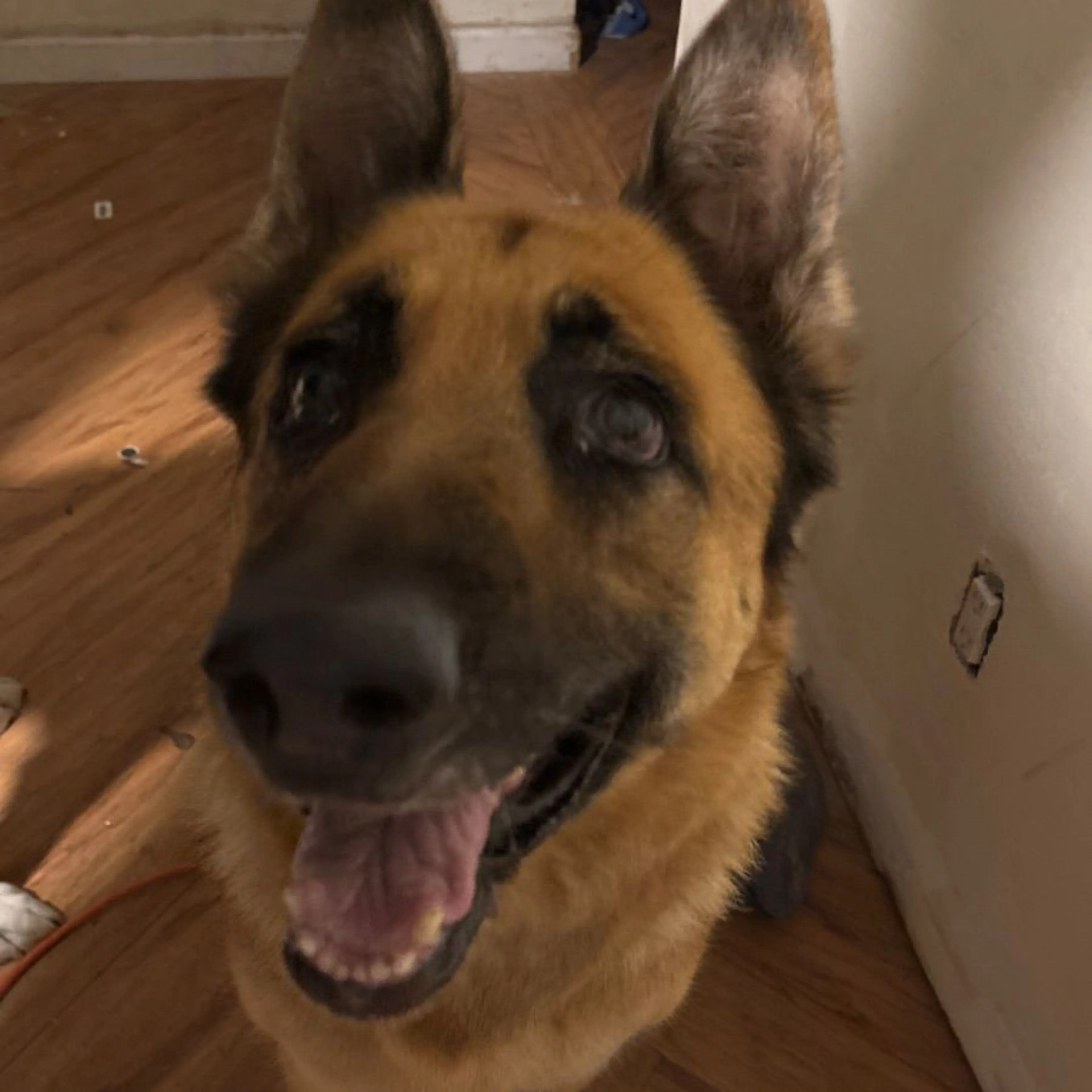cdn image