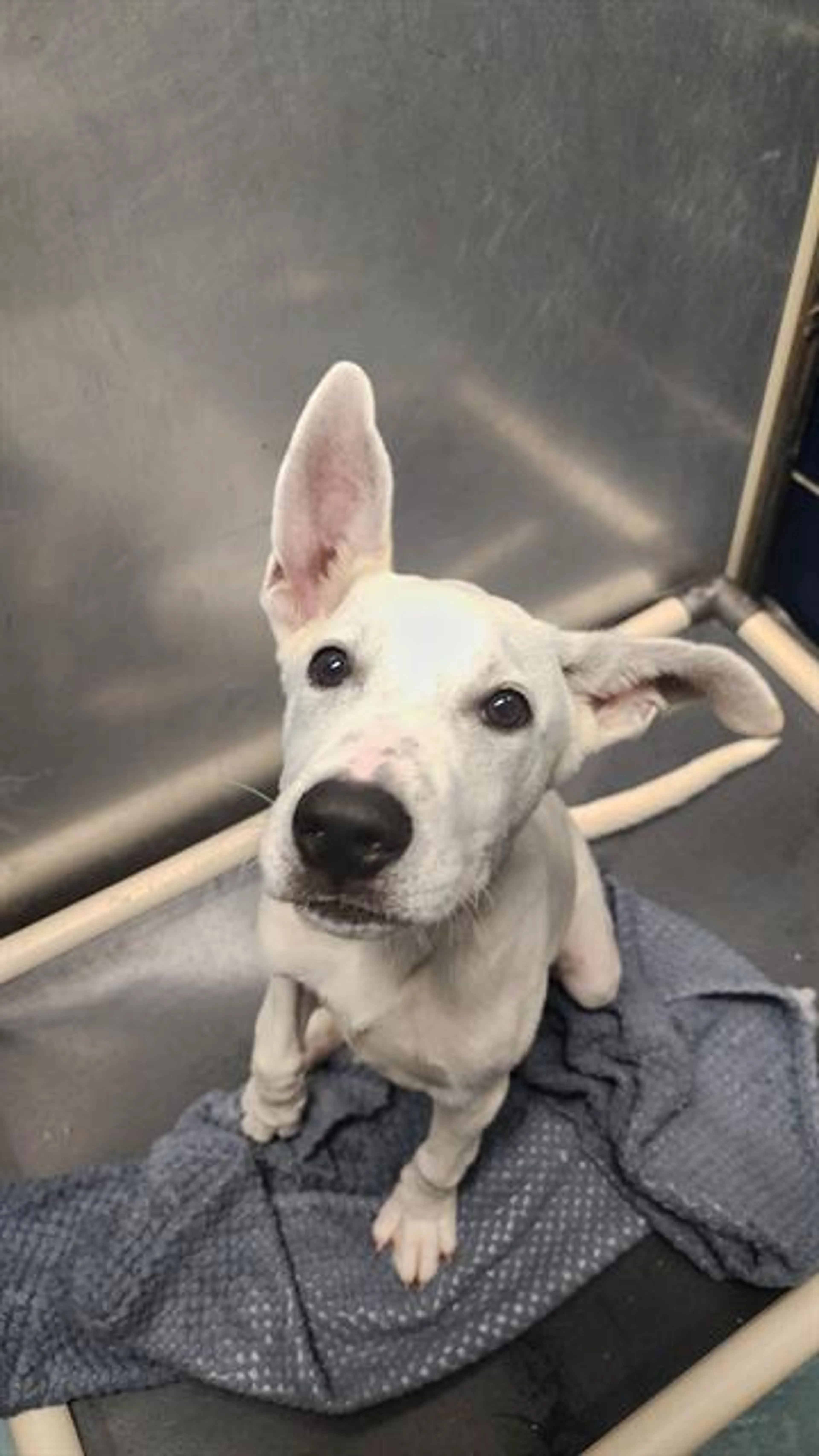 cdn image