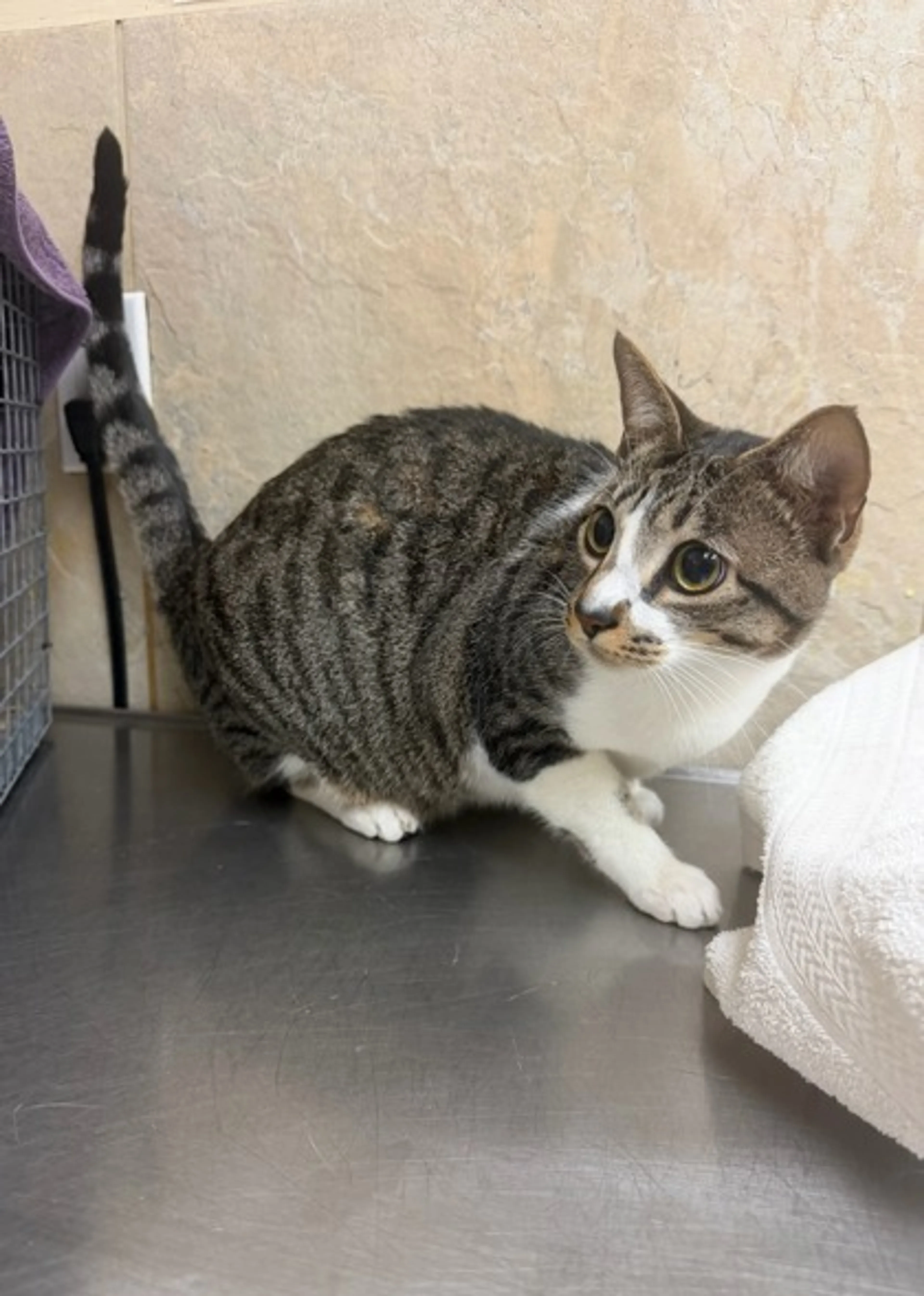 cdn image