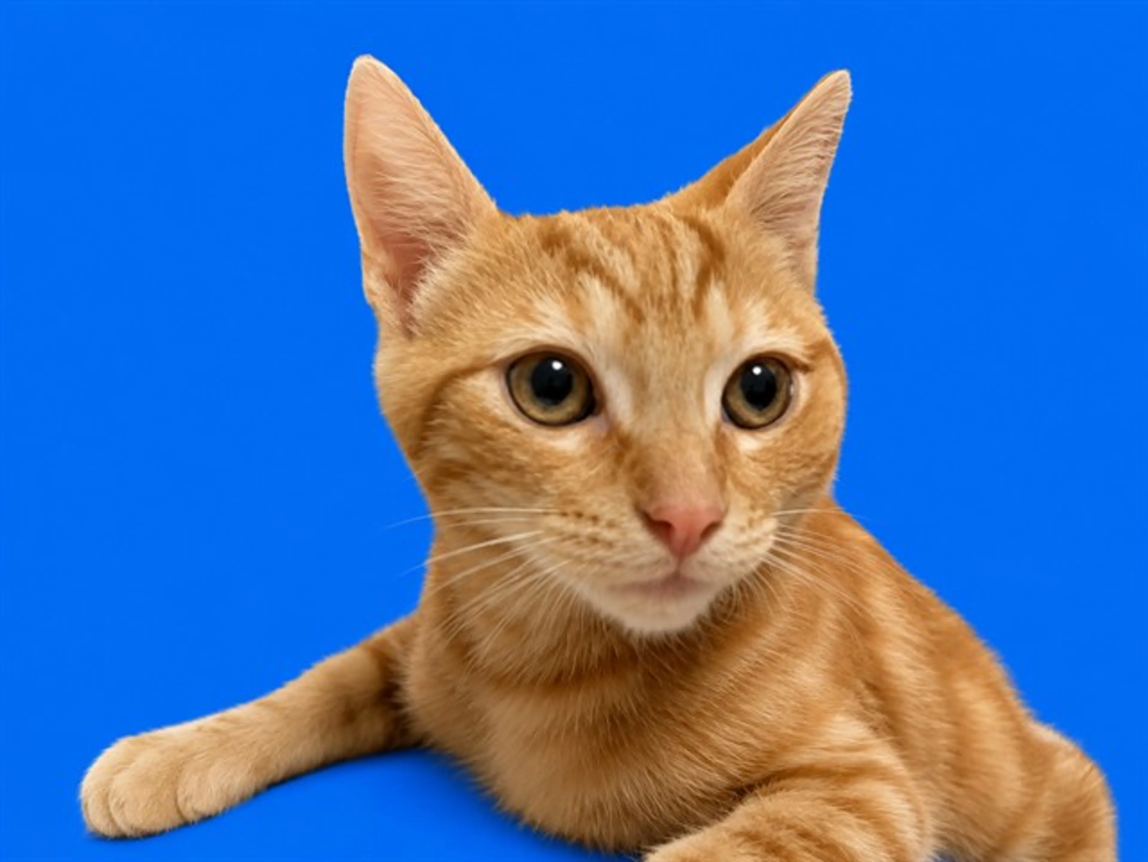 cdn image