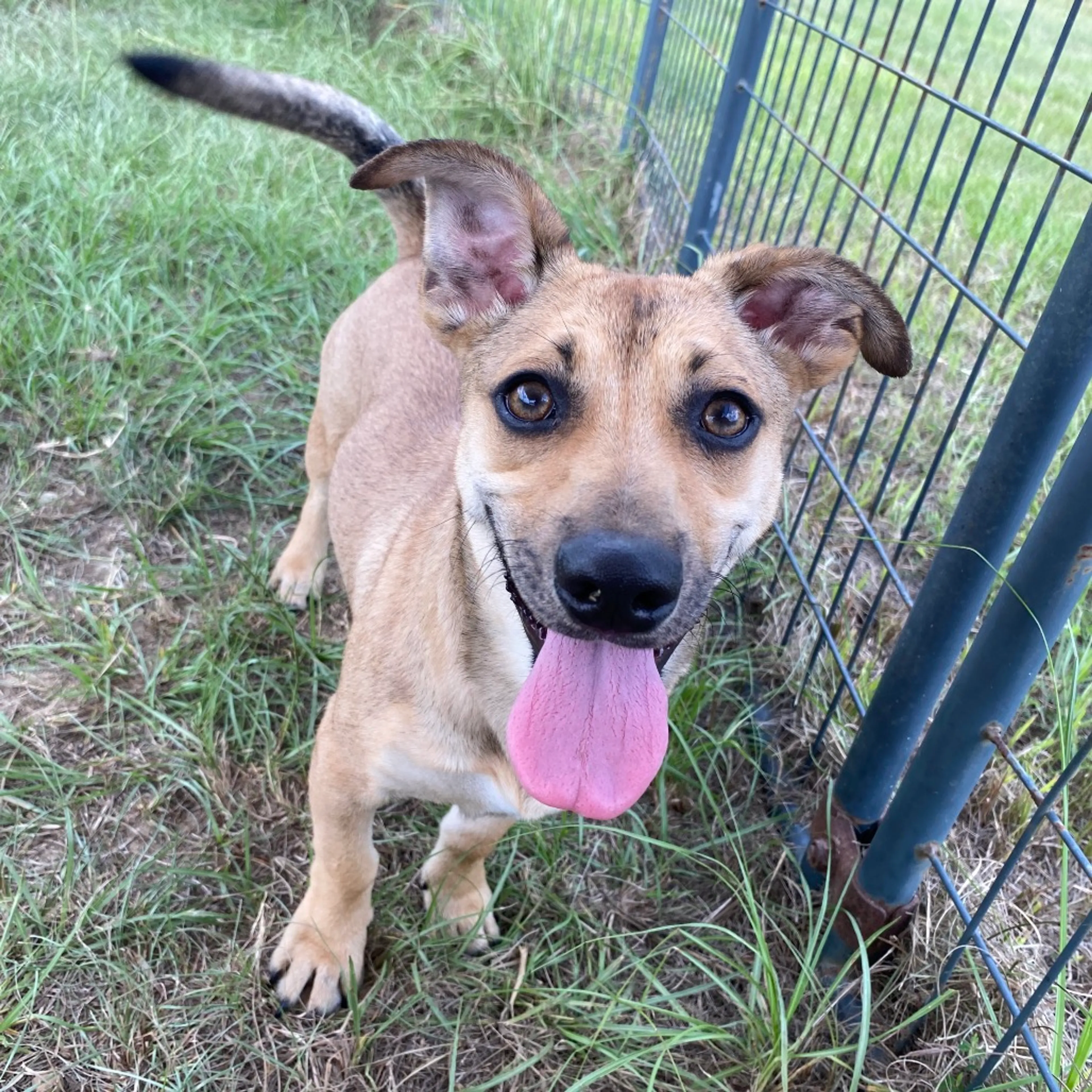 cdn image