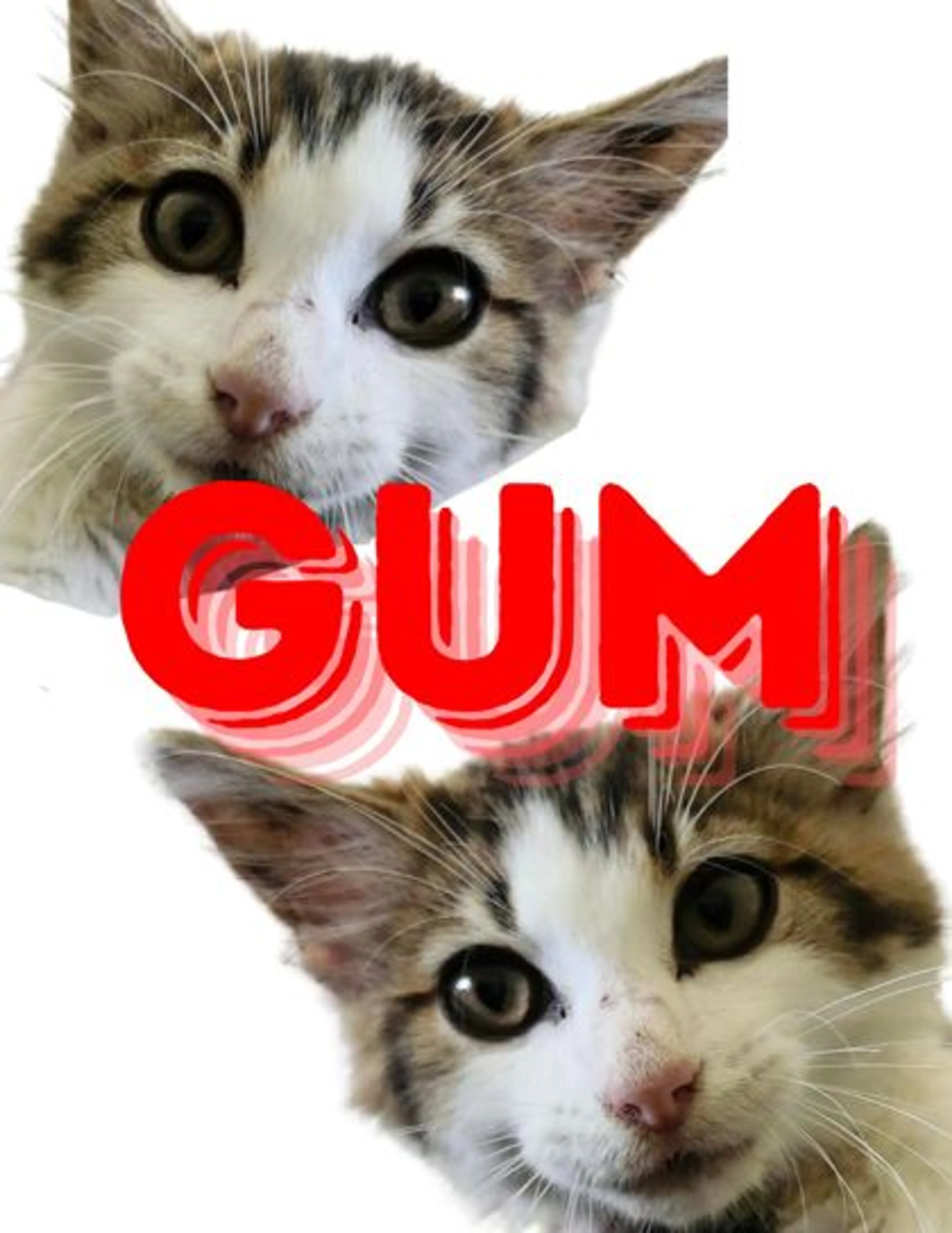 cdn image
