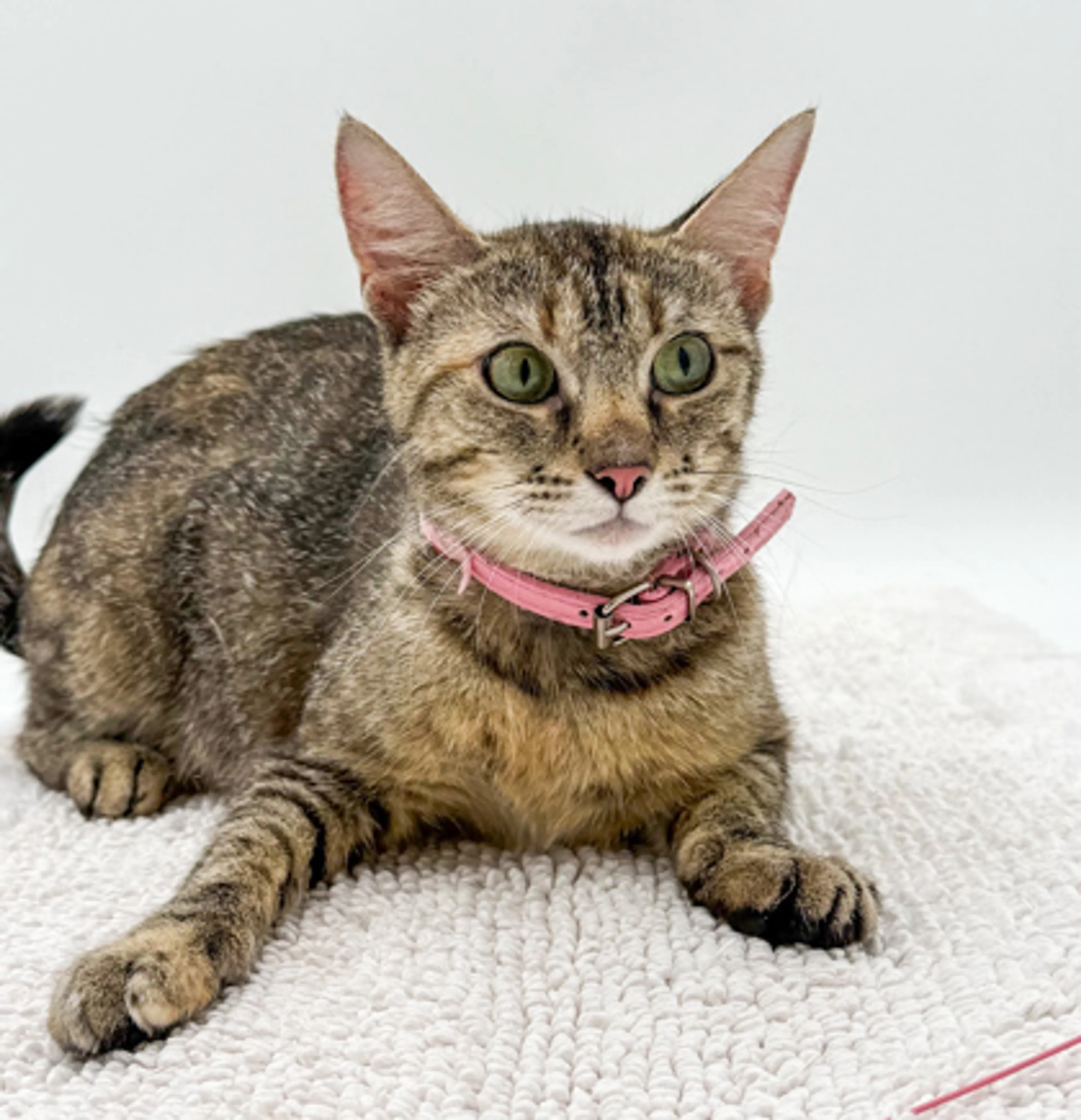 cdn image
