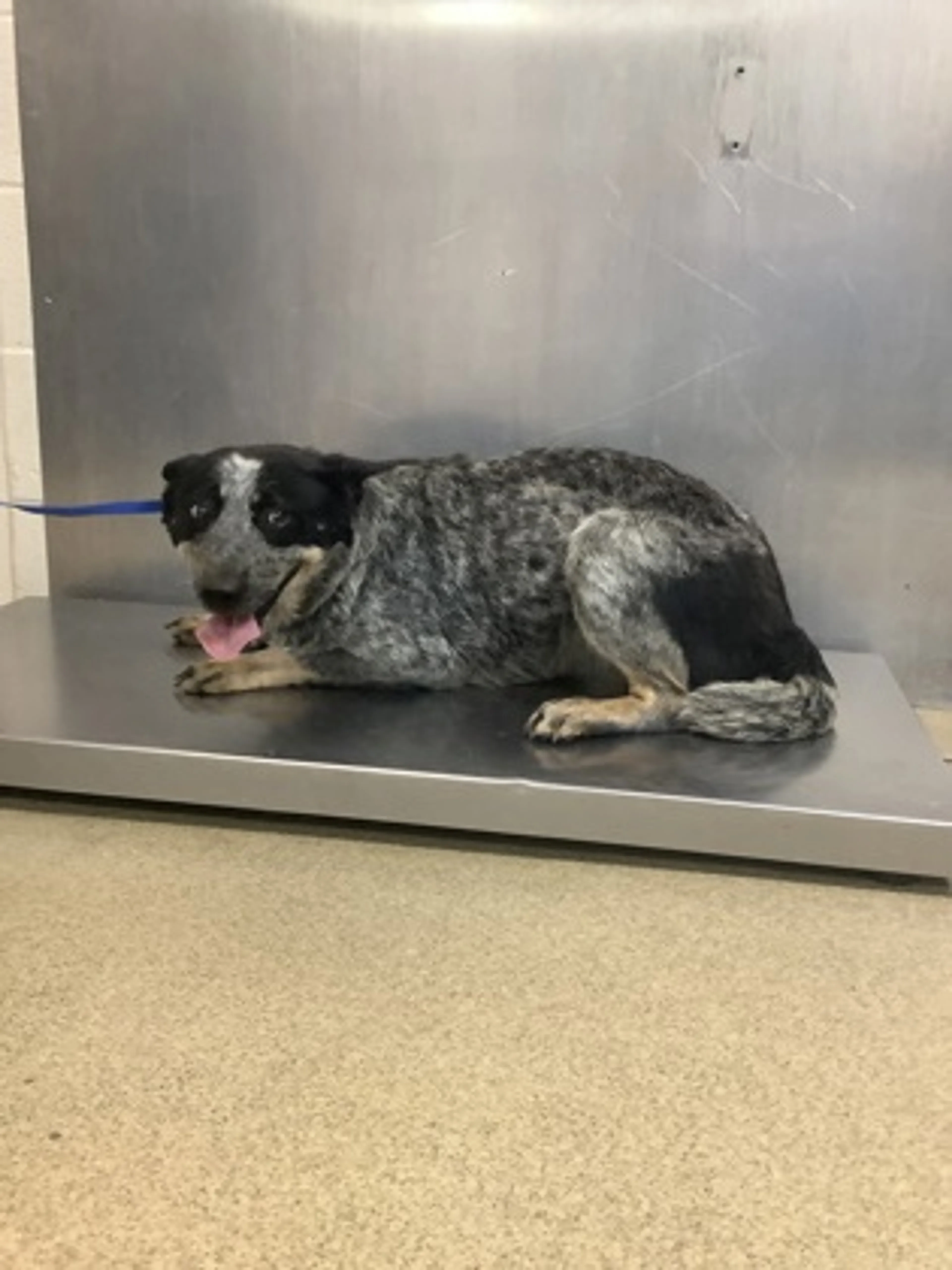 cdn image