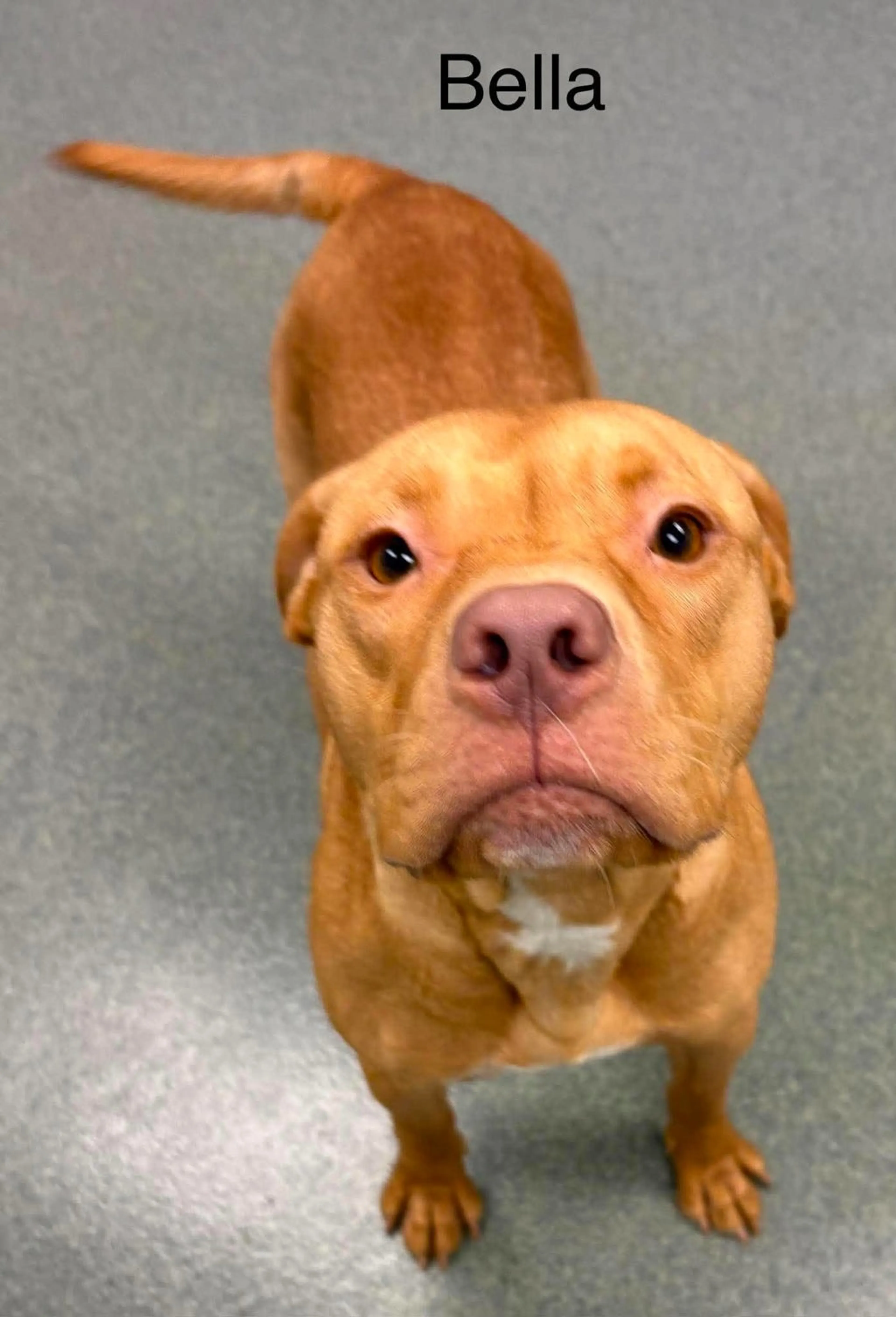 cdn image